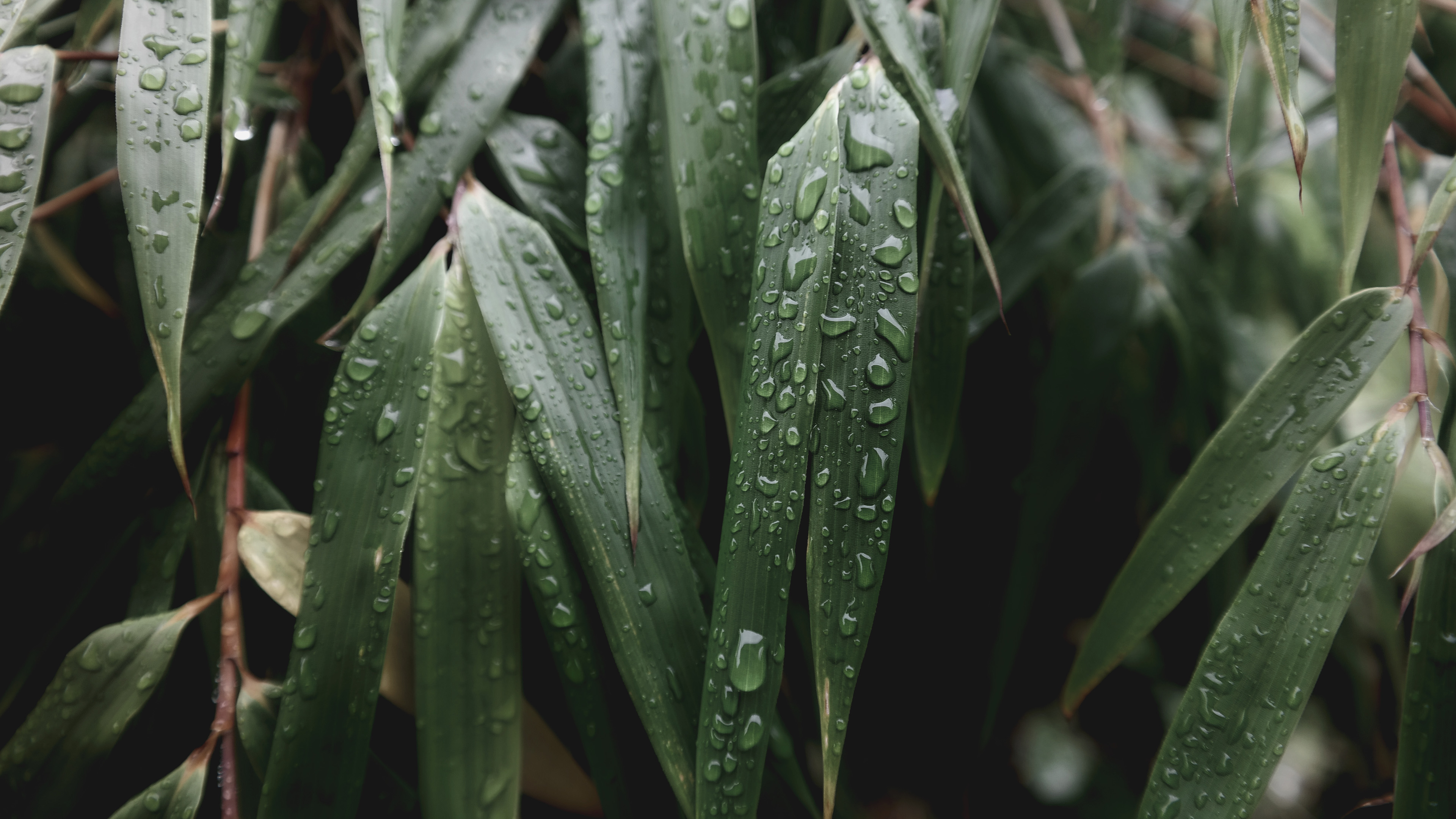 护眼壁纸,水滴,竹叶,雨后
