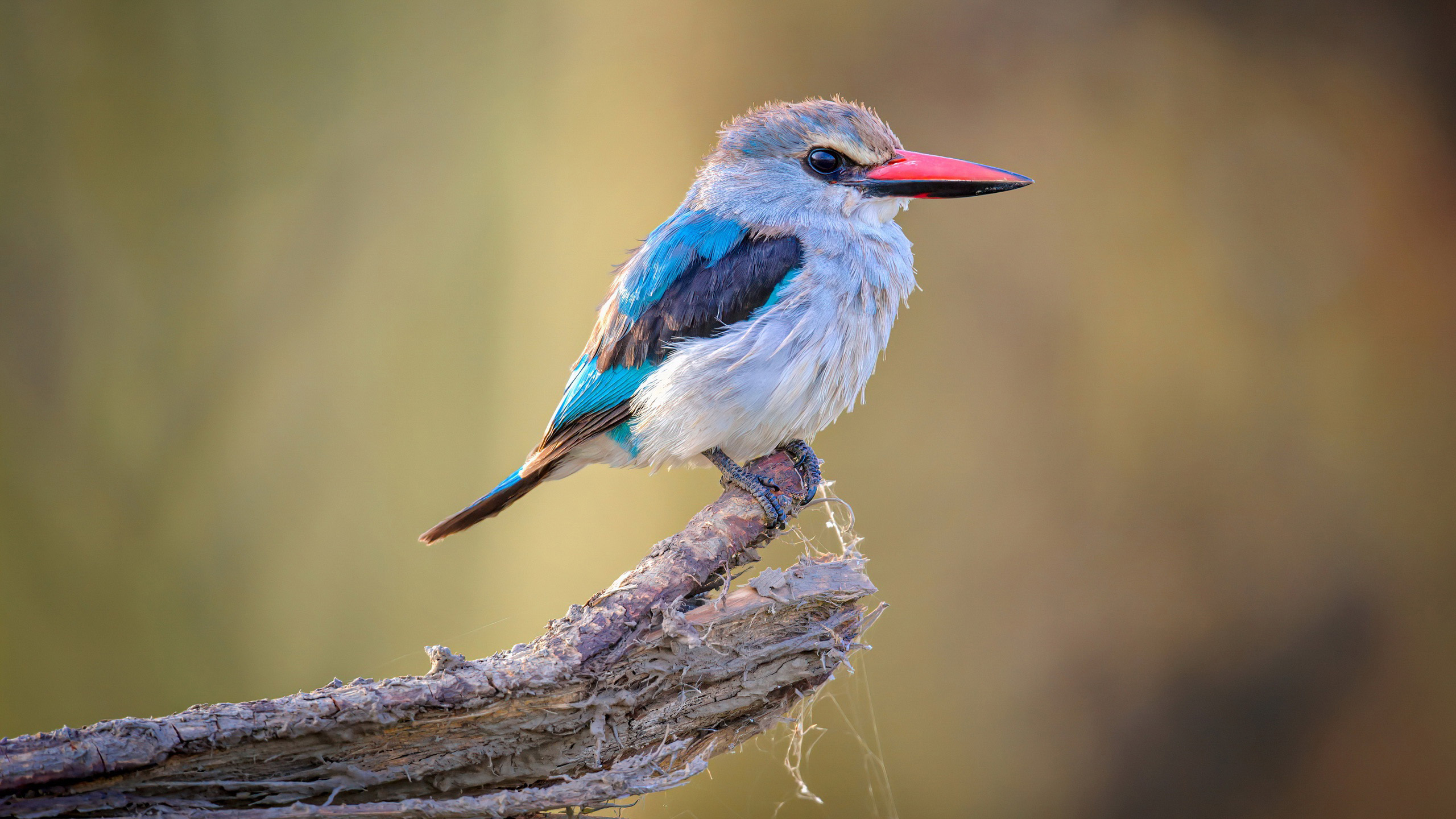 小鸟天地,树枝,红嘴鸟