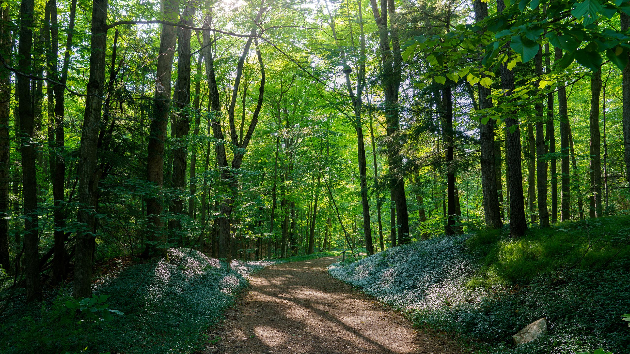 炎炎夏日,树林,阳光,翠绿