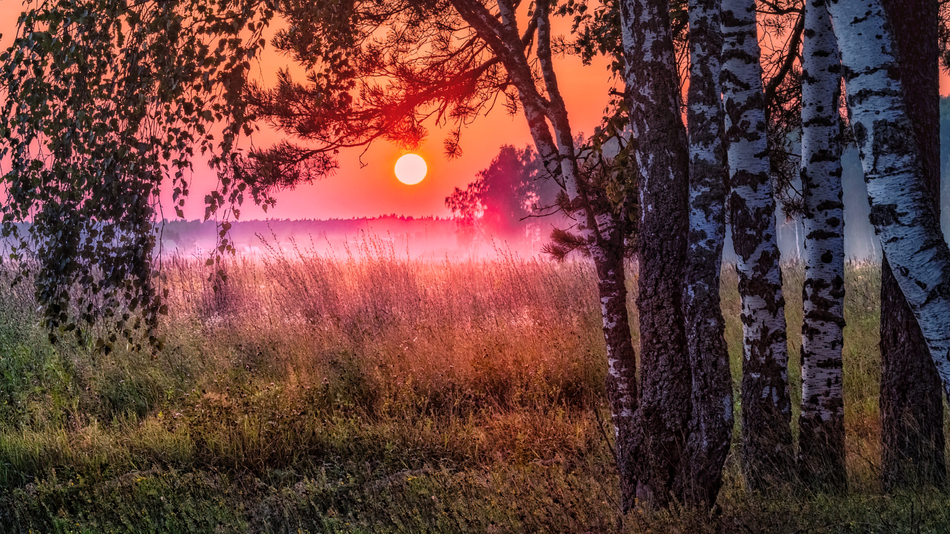 落日余晖,树林,草原