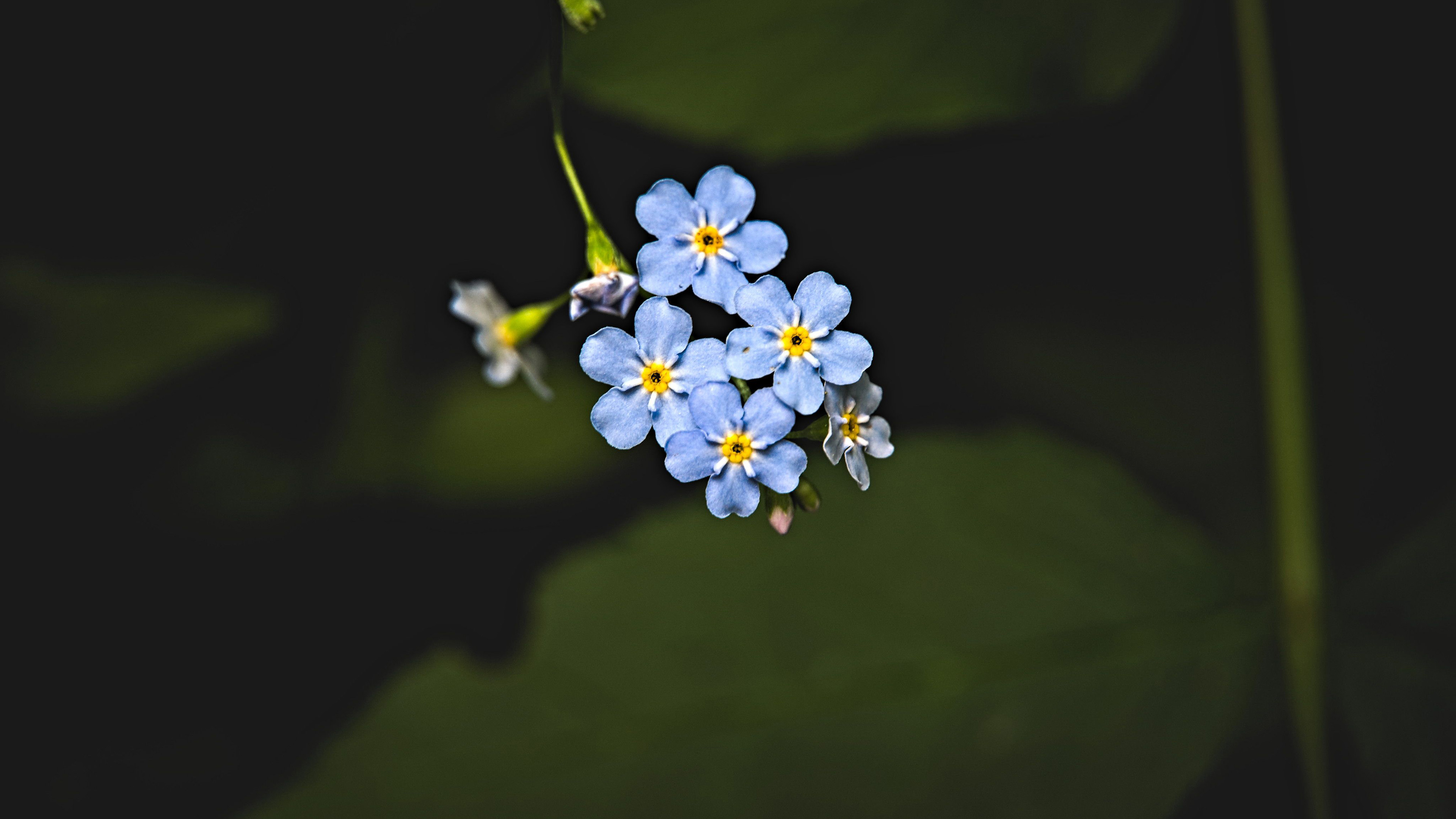 娇艳欲滴,小碎花,蓝色小花