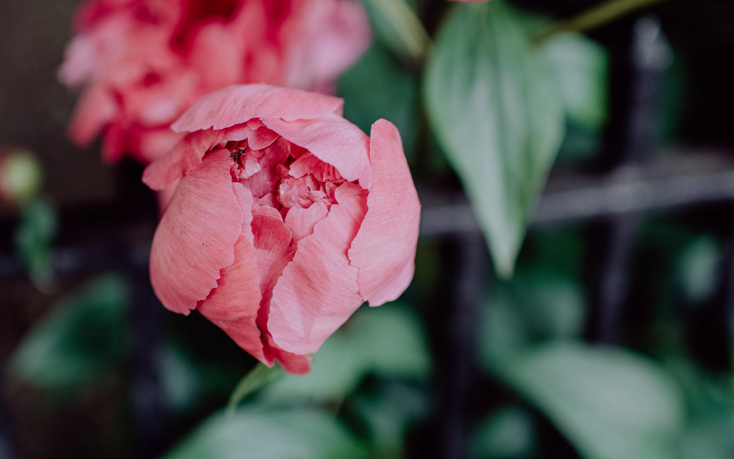 清新淡雅,红色,花朵,迷人,鲜艳