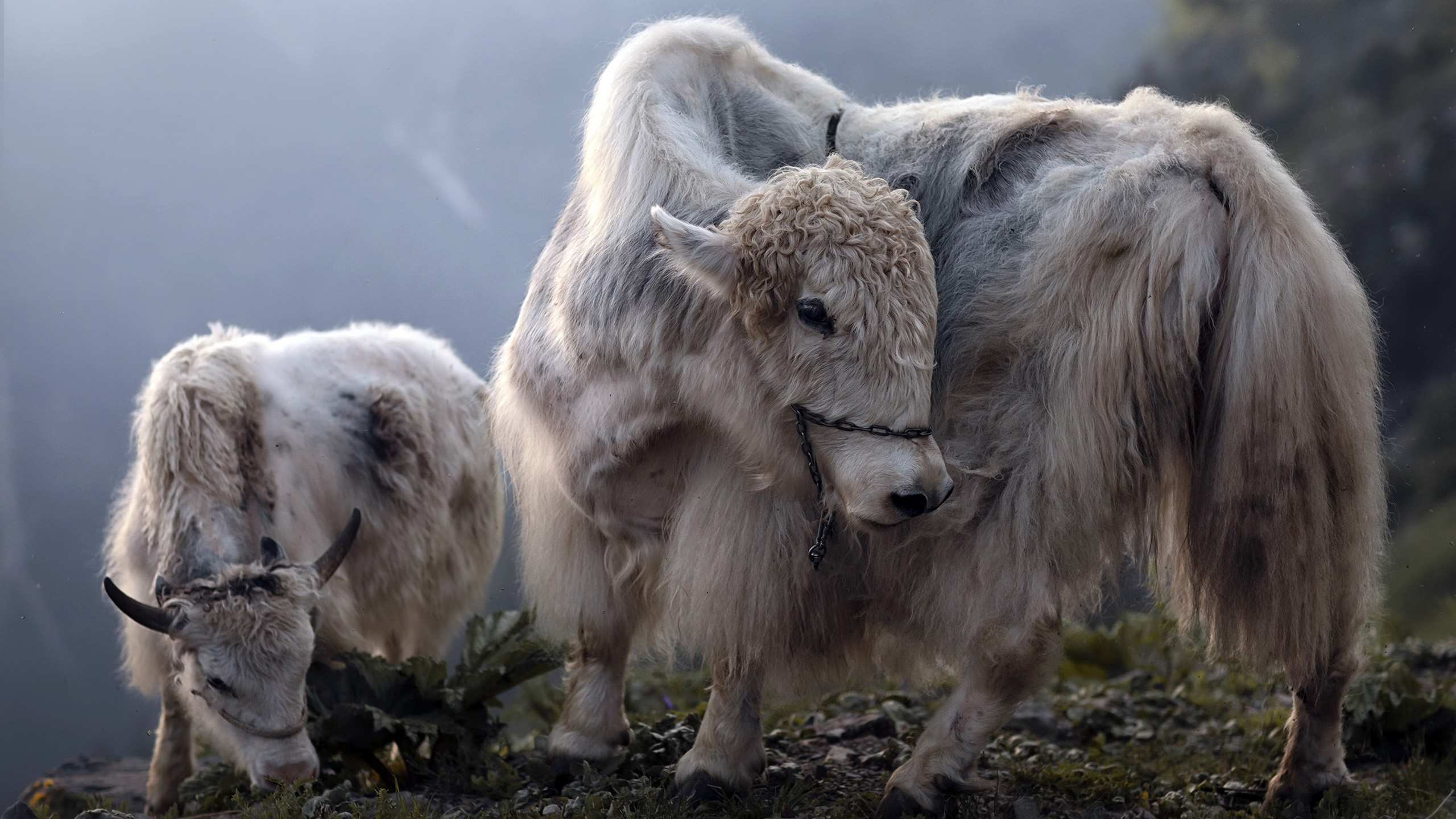 野生动物,山羊,高山物种