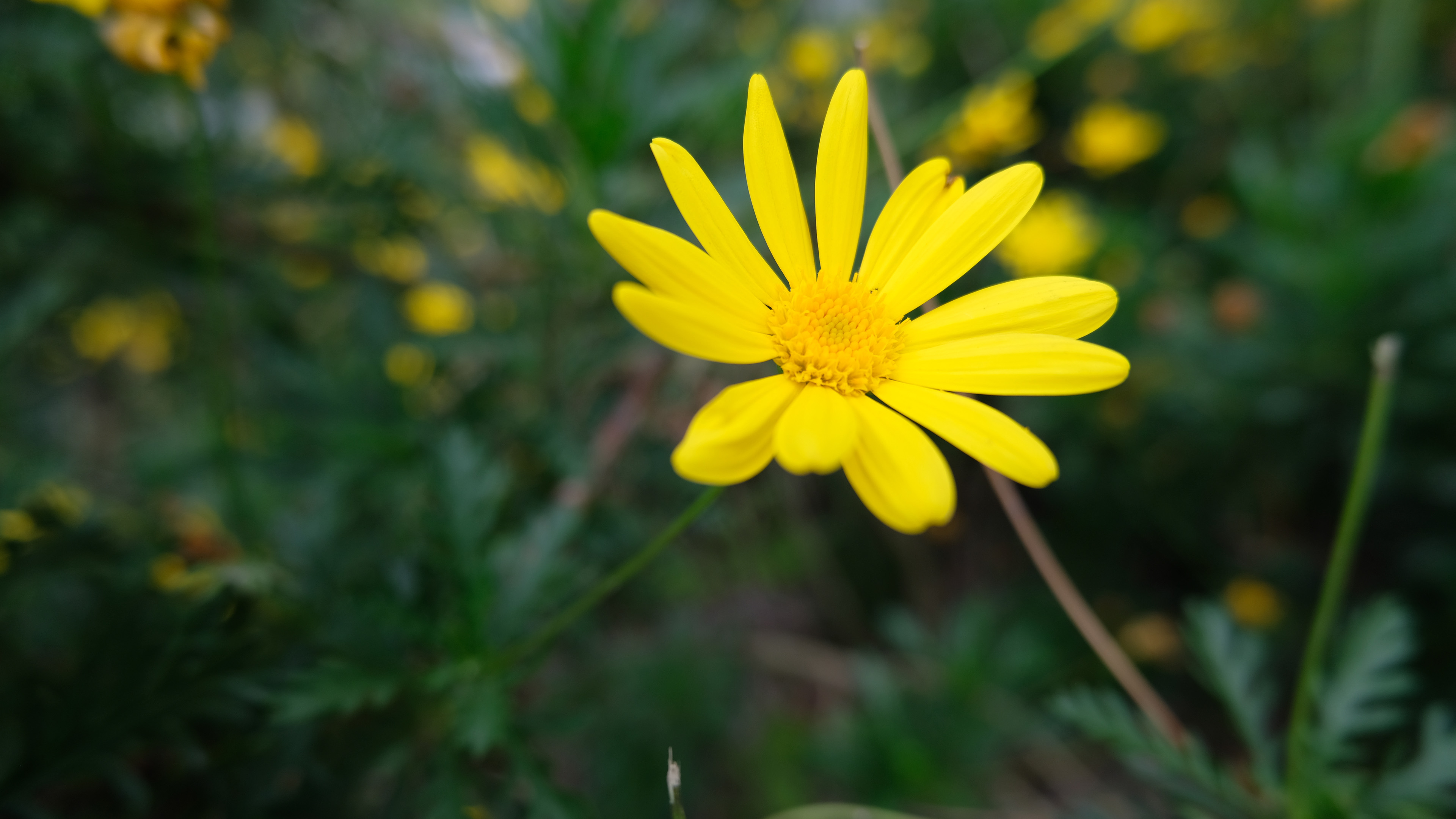 鸟语花香,小菊花,野花,特写