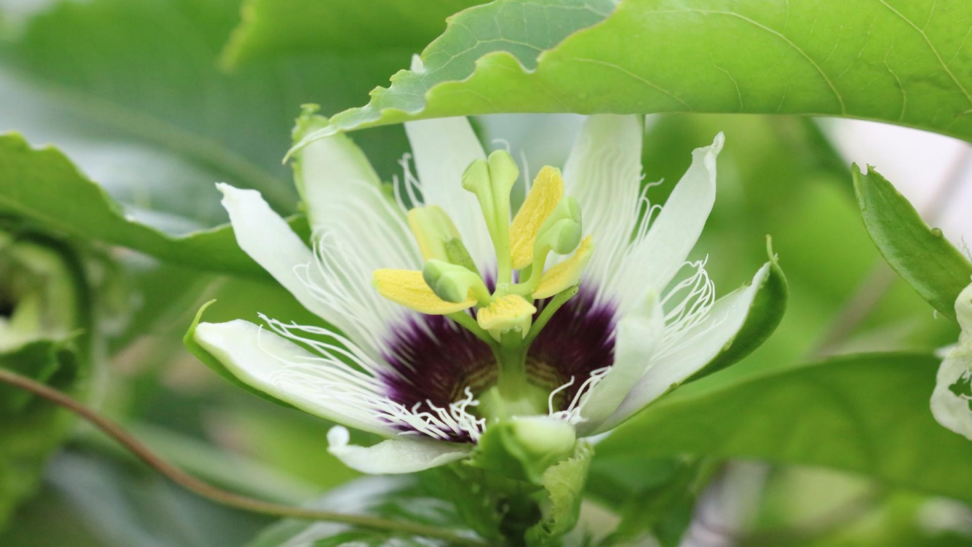 清新淡雅,百香果花,清新,绿色