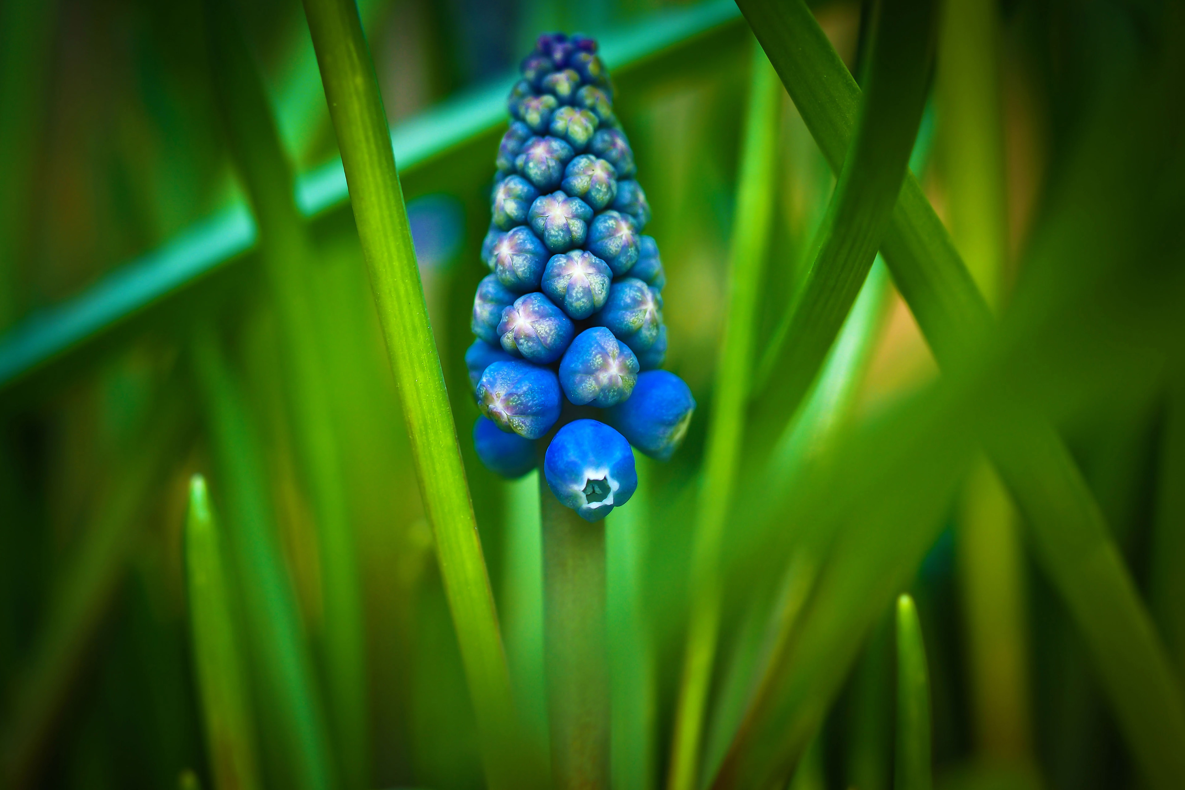 护眼壁纸,绿色植物,风信子,紫色