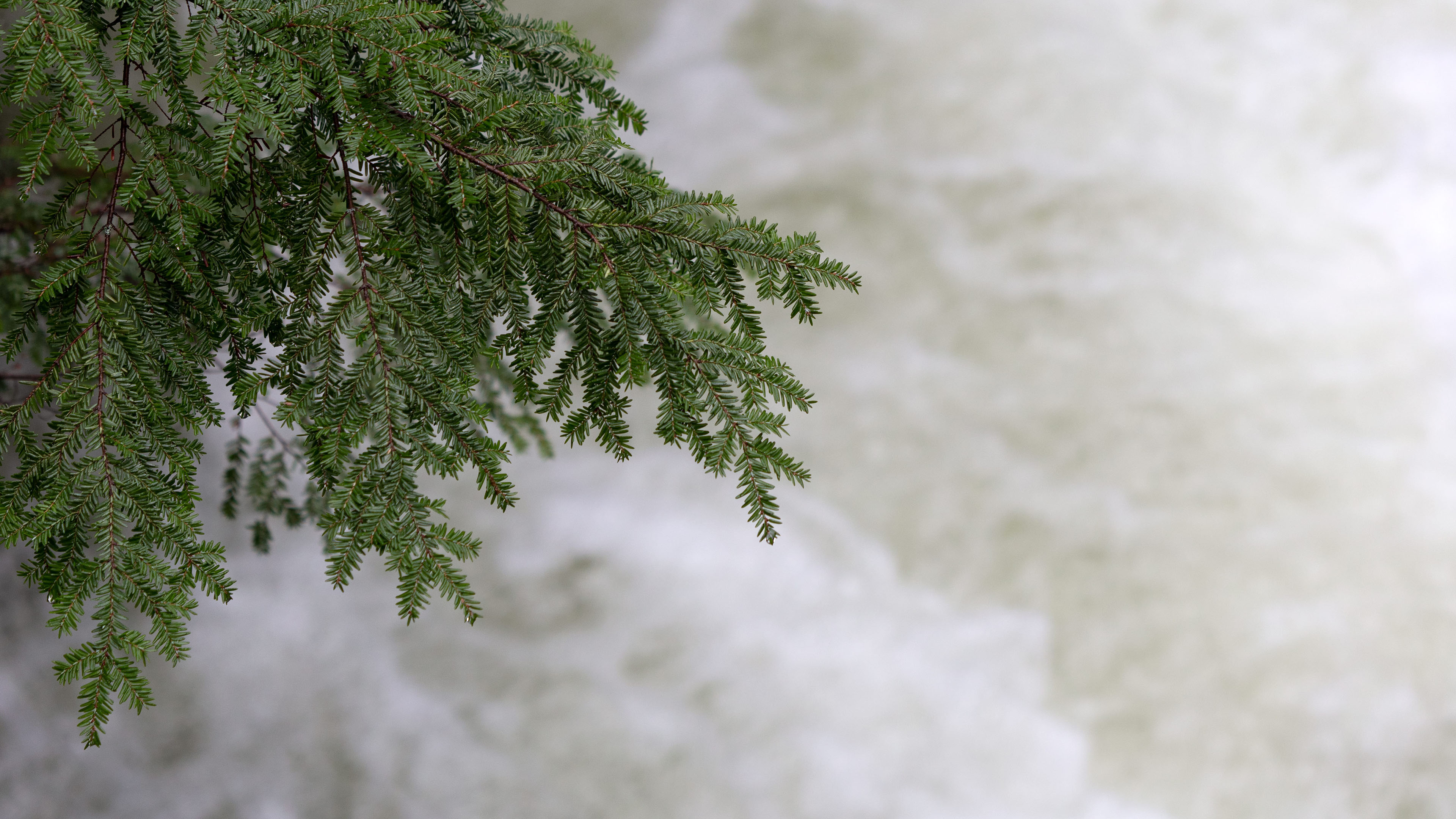 静物写真,松树,江河