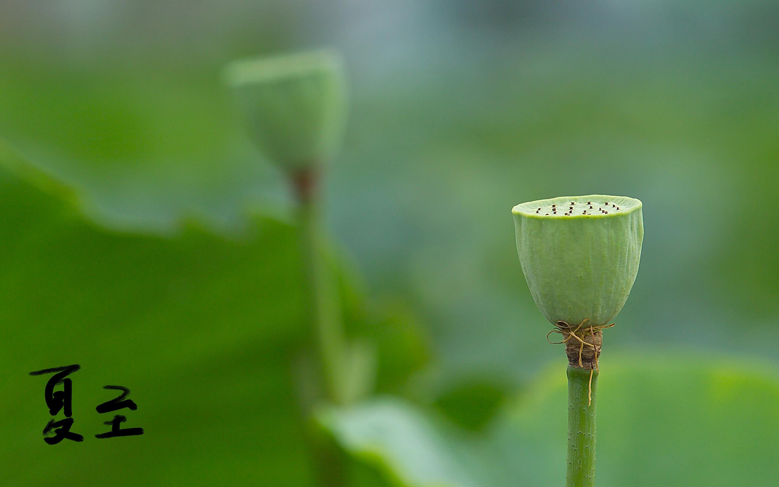 清新淡雅,清新,唯美,夏至,荷花,莲蓬