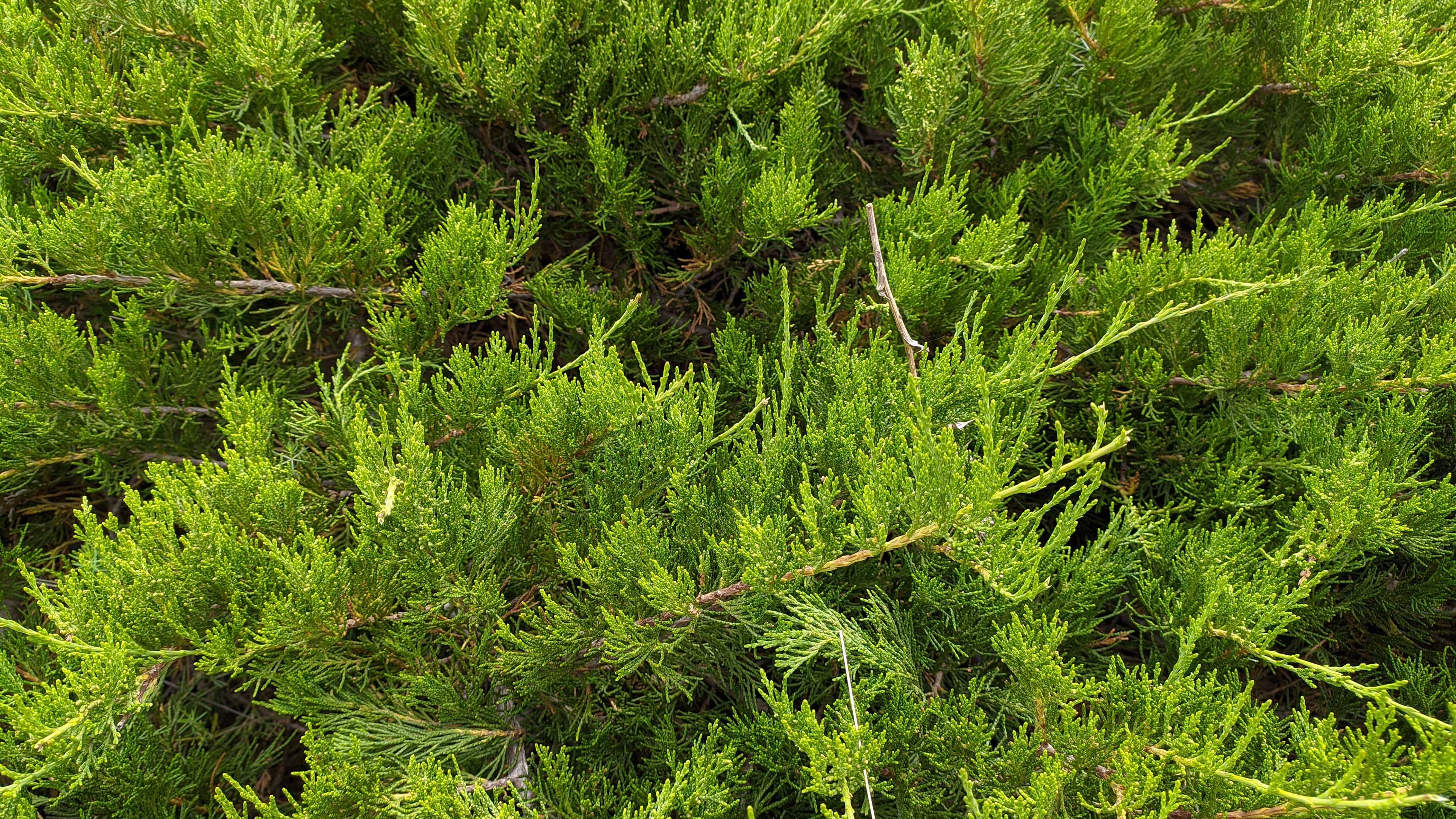 护眼壁纸,松树林,绿色