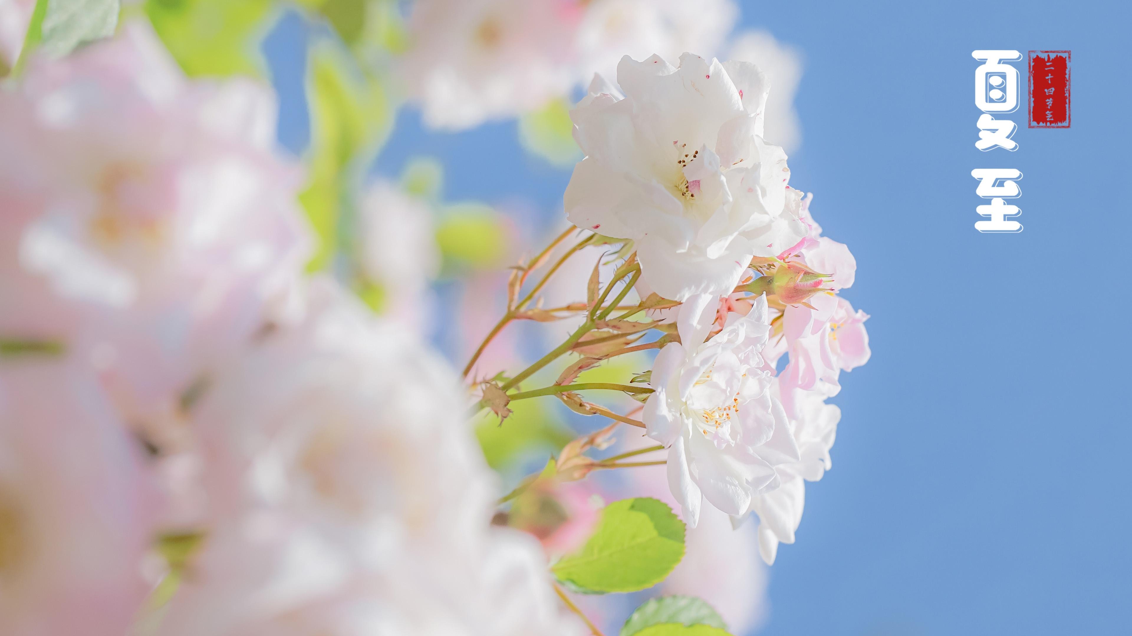 清新淡雅,清新,唯美,夏至,鲜花