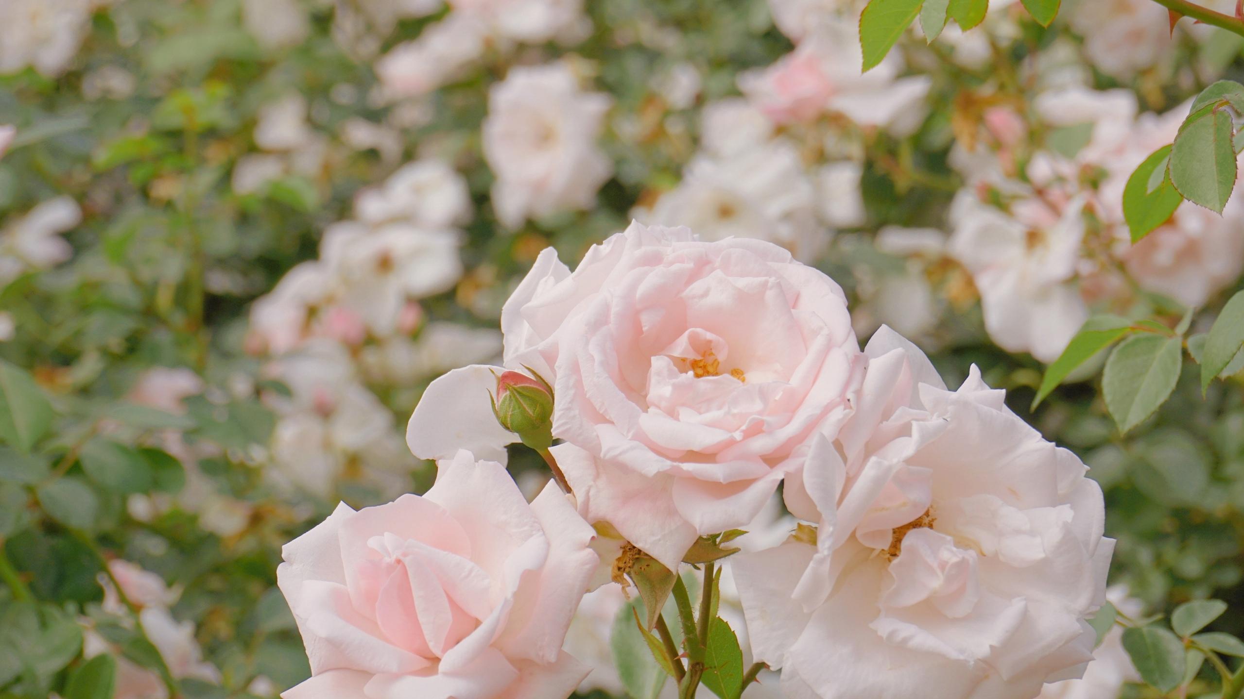 清新淡雅,粉嫩,月季花,唯美