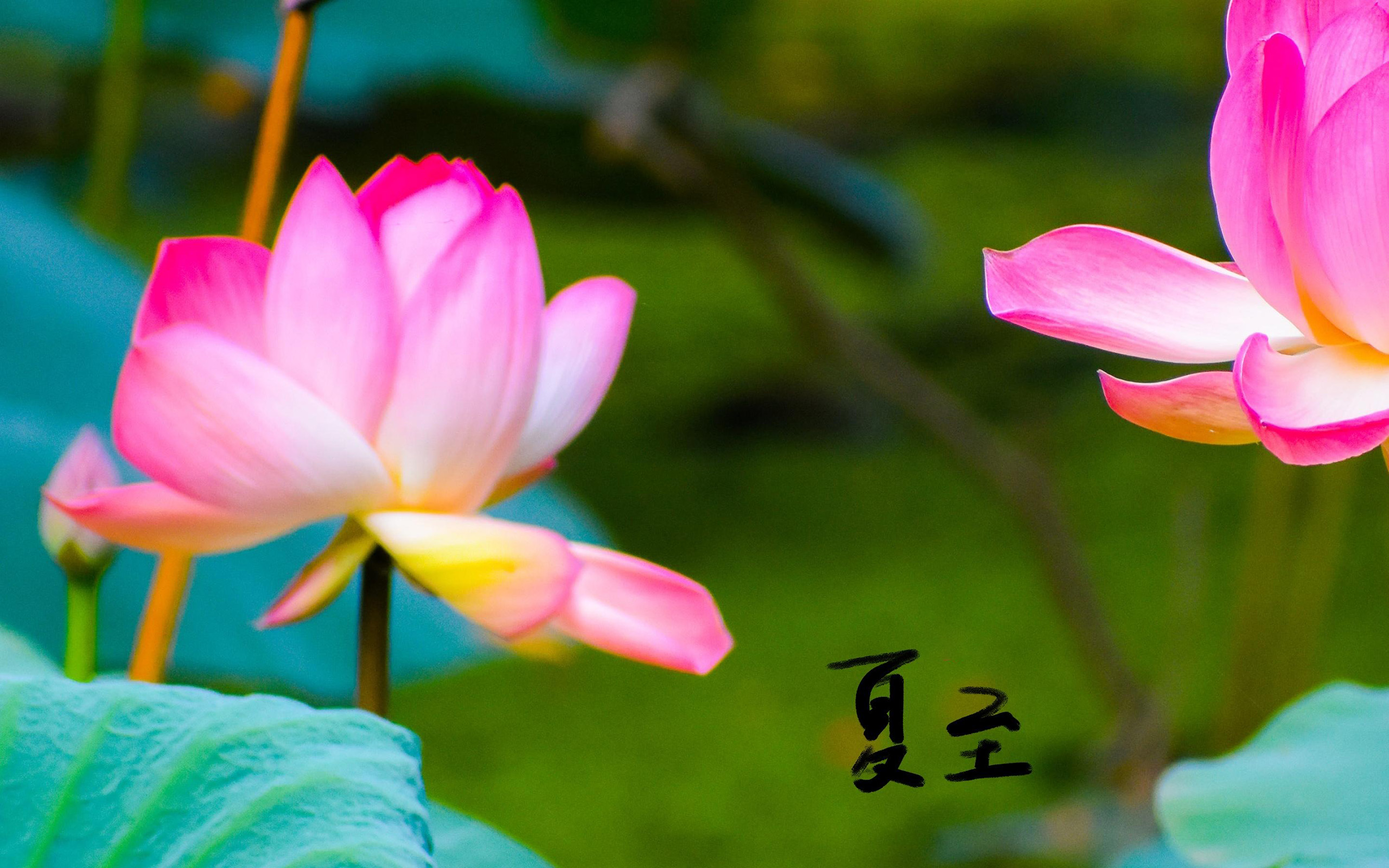 清新淡雅,清新,唯美,夏至,荷花