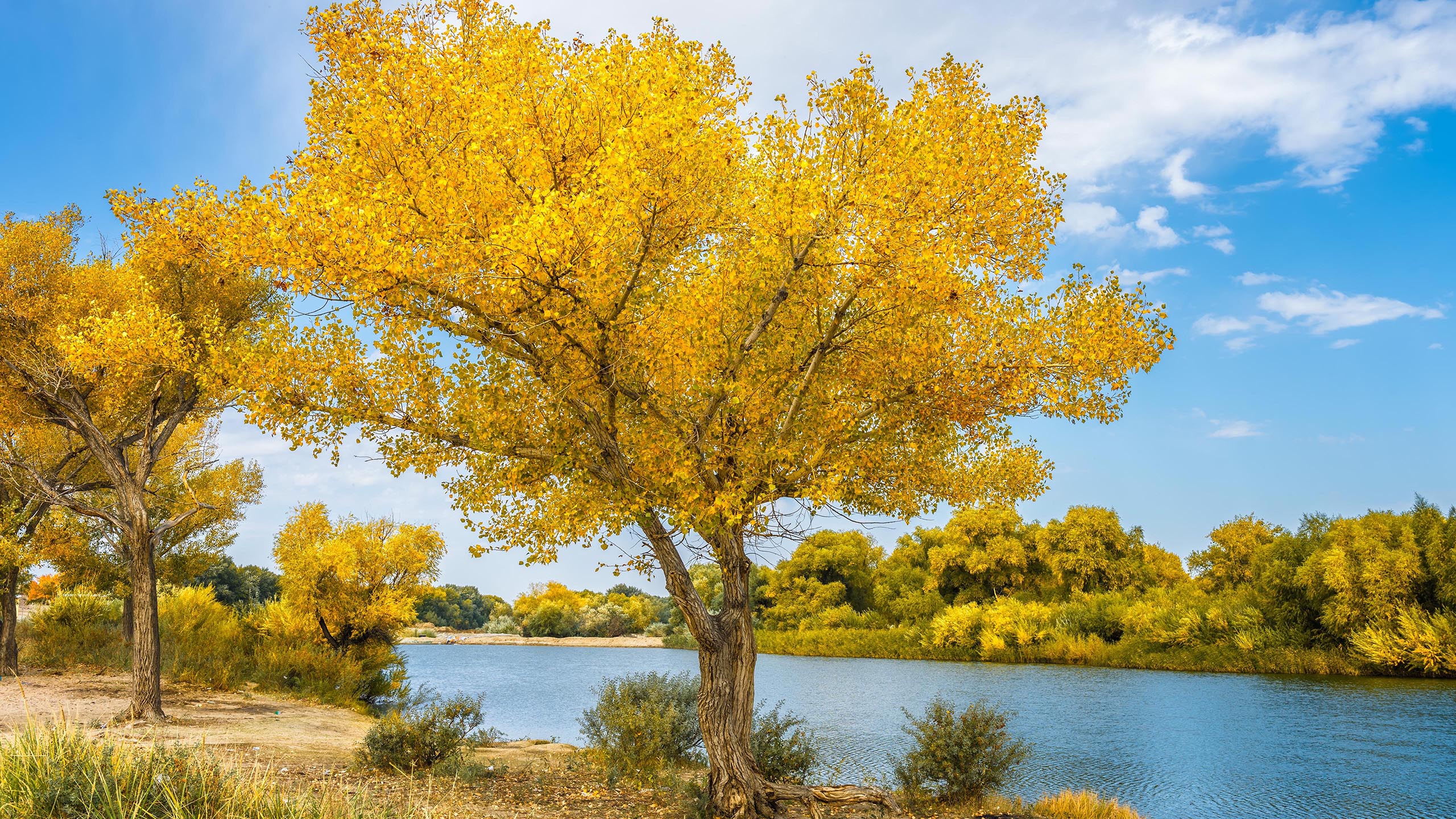 秋意正浓,蓝天,黄叶,河畔