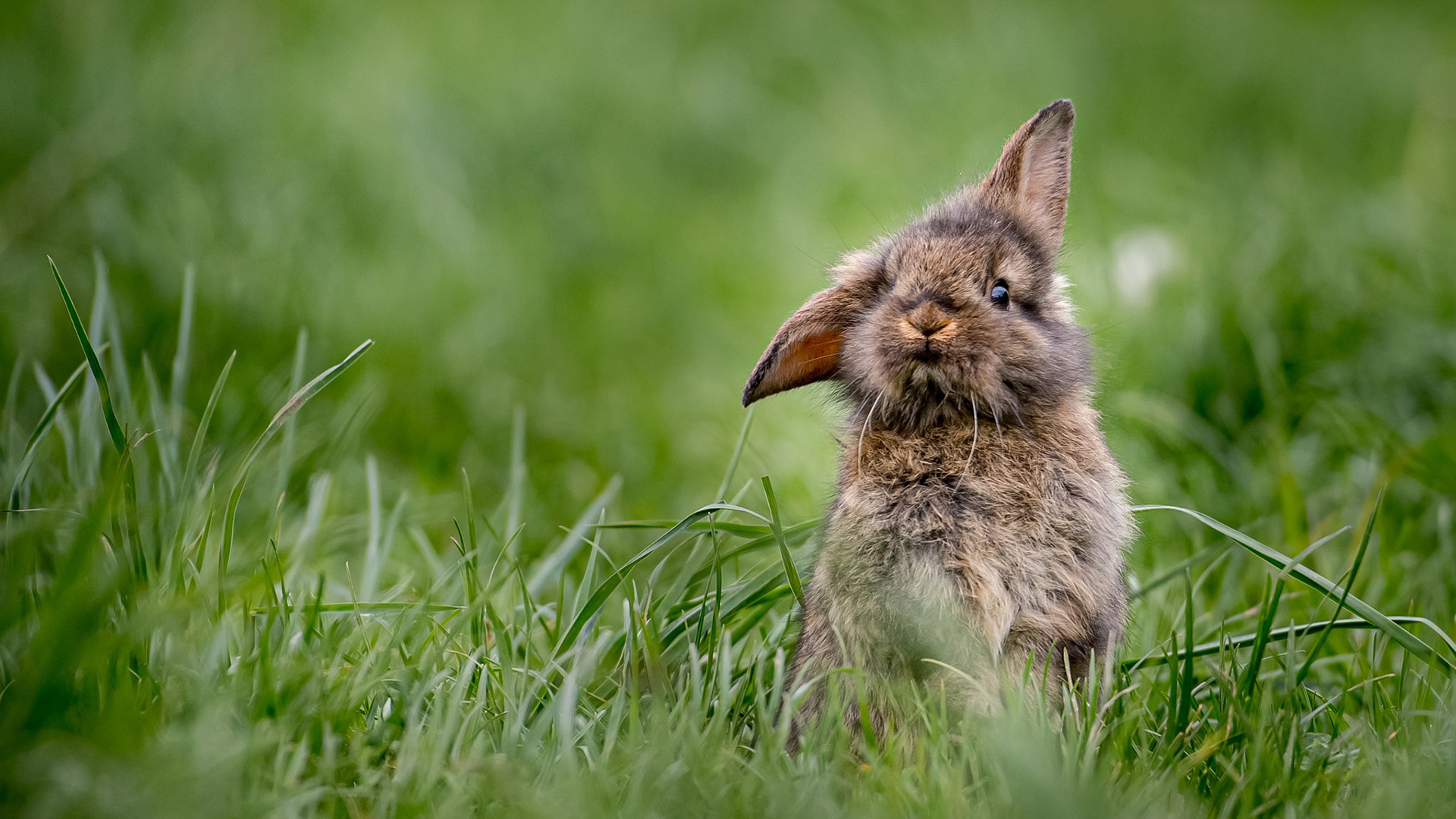 野生动物,灰兔,草地,可爱