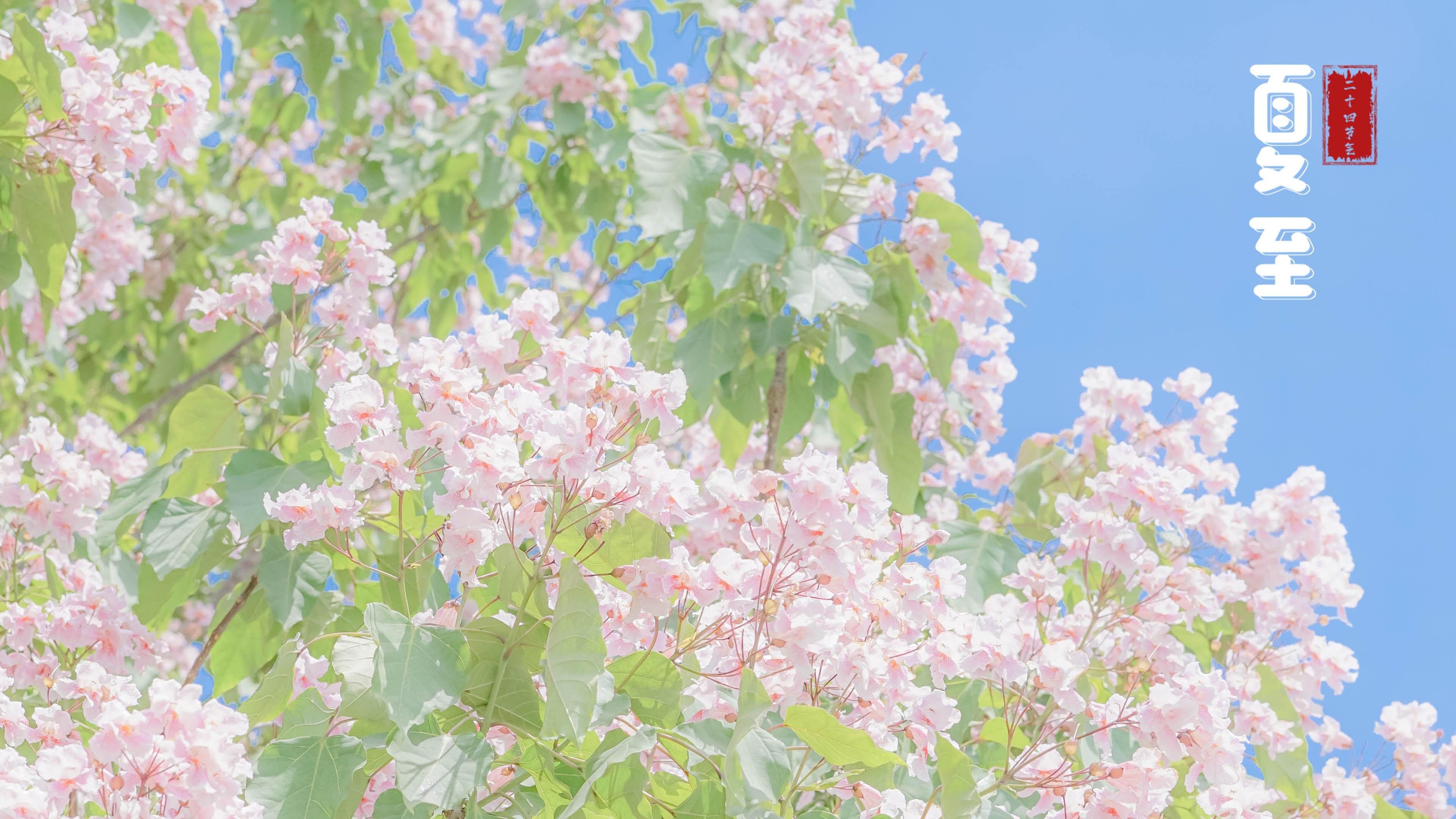 清新淡雅,清新,唯美,夏至,鲜花