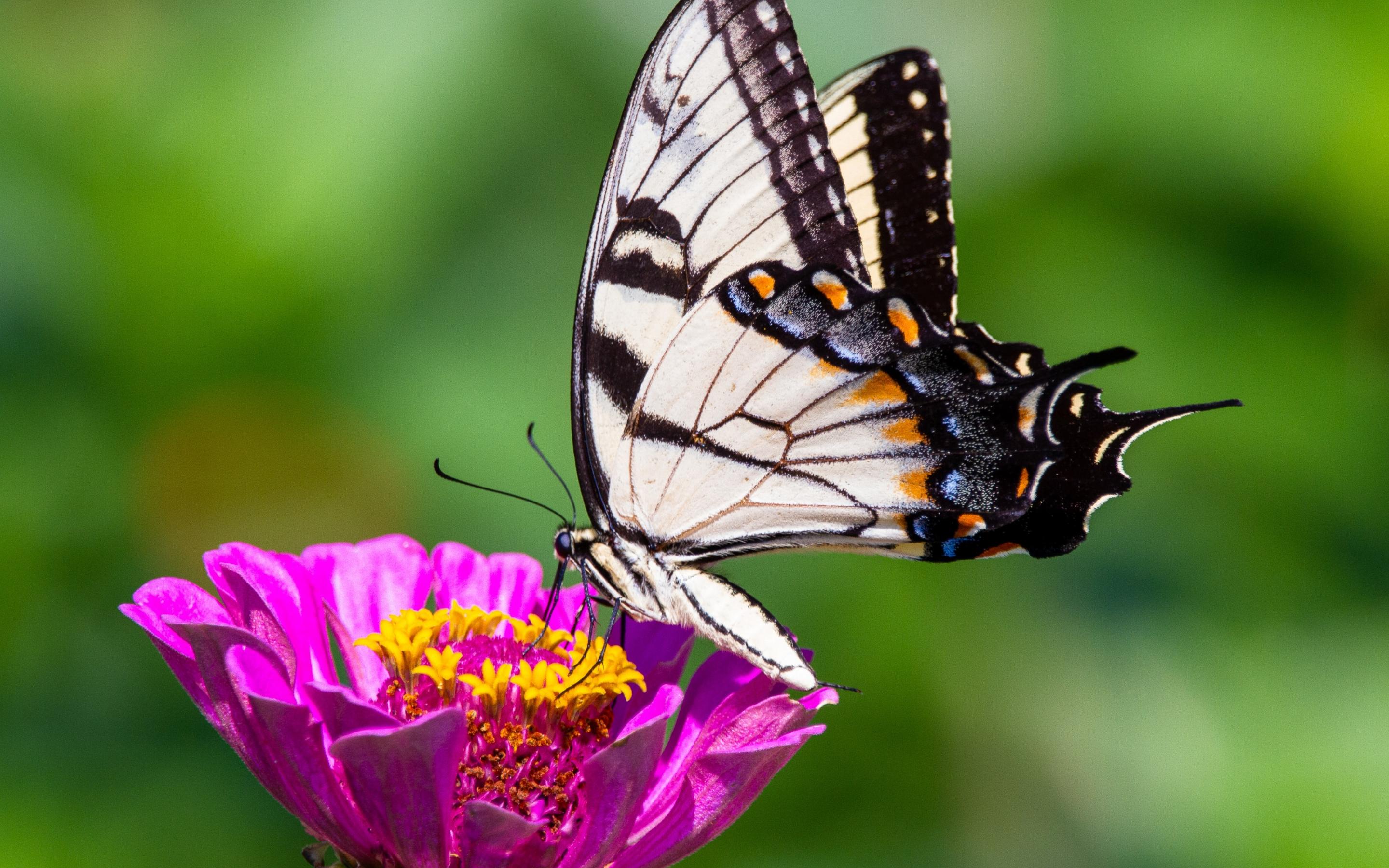 鸟语花香,百日草,蝴蝶,鲜艳,