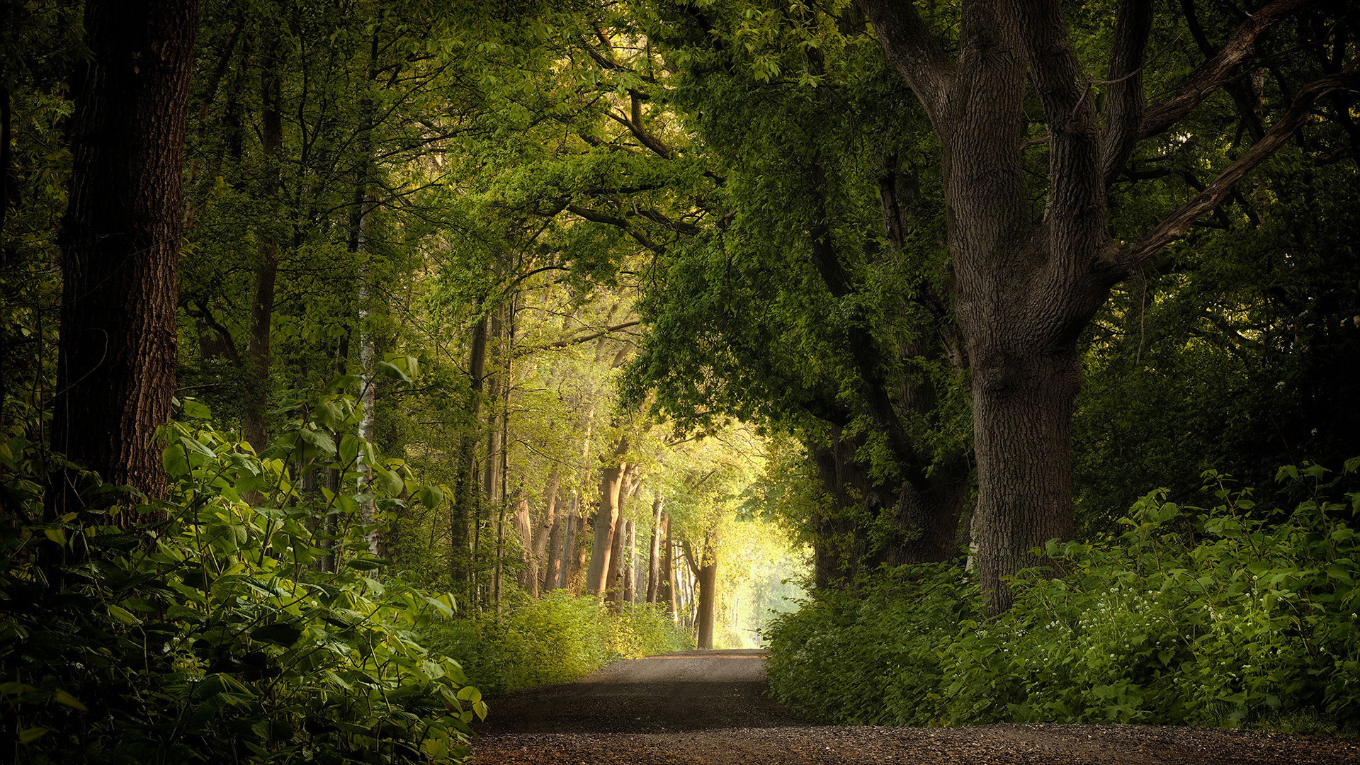 自然风光,树林,清晨,小路