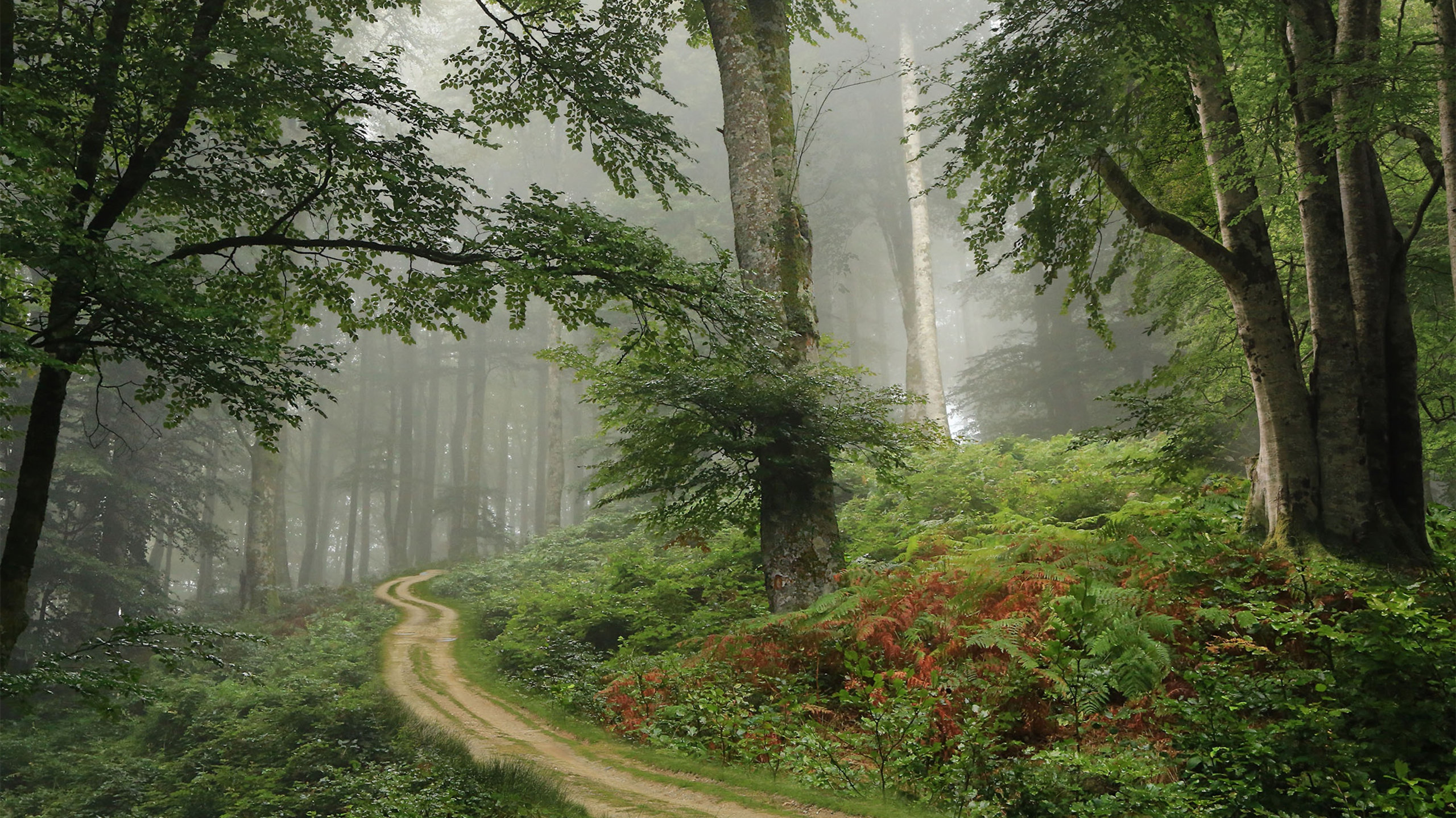 自然风光,树林,小径,森林