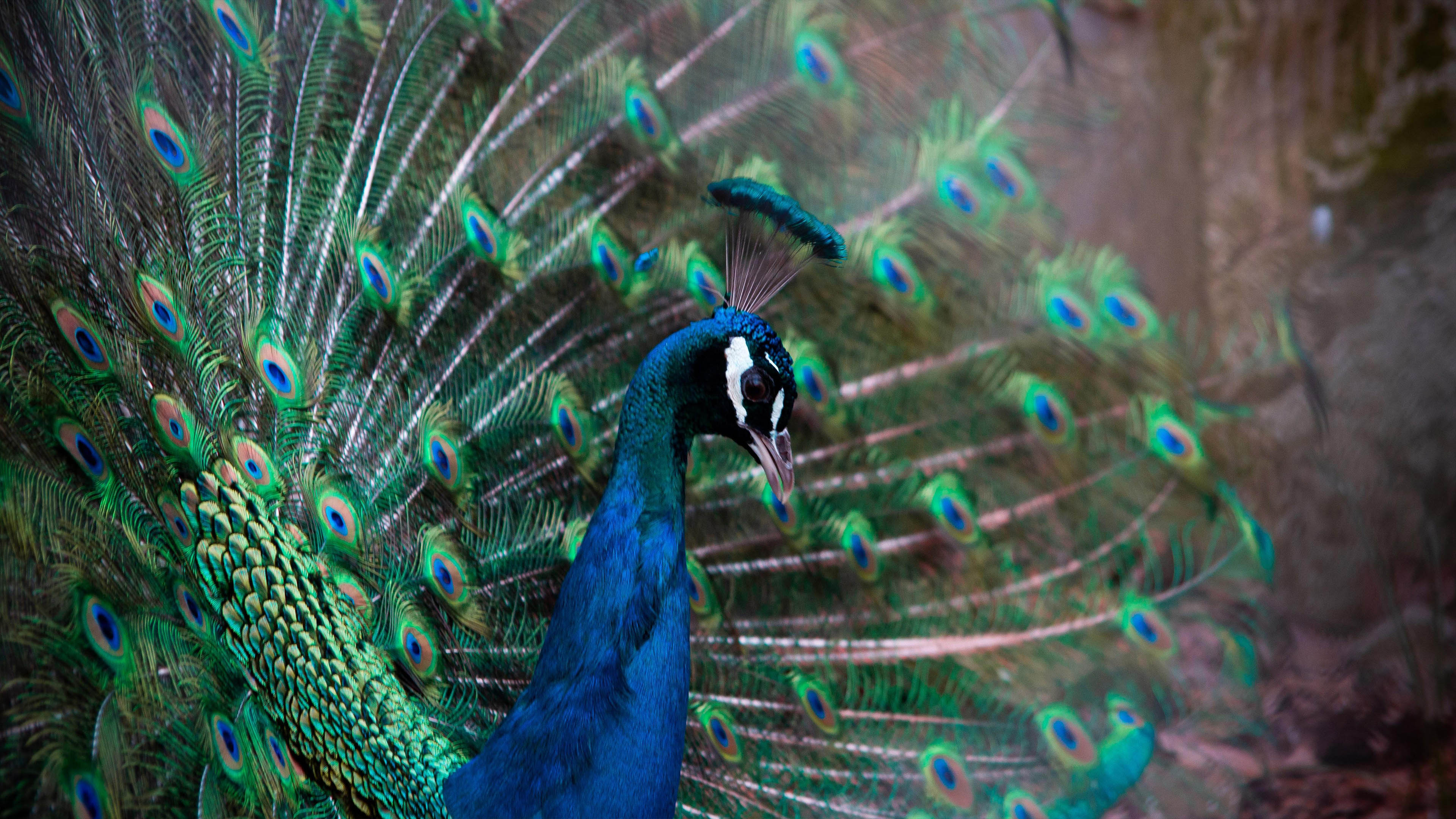 野生动物,孔雀,开屏,羽毛