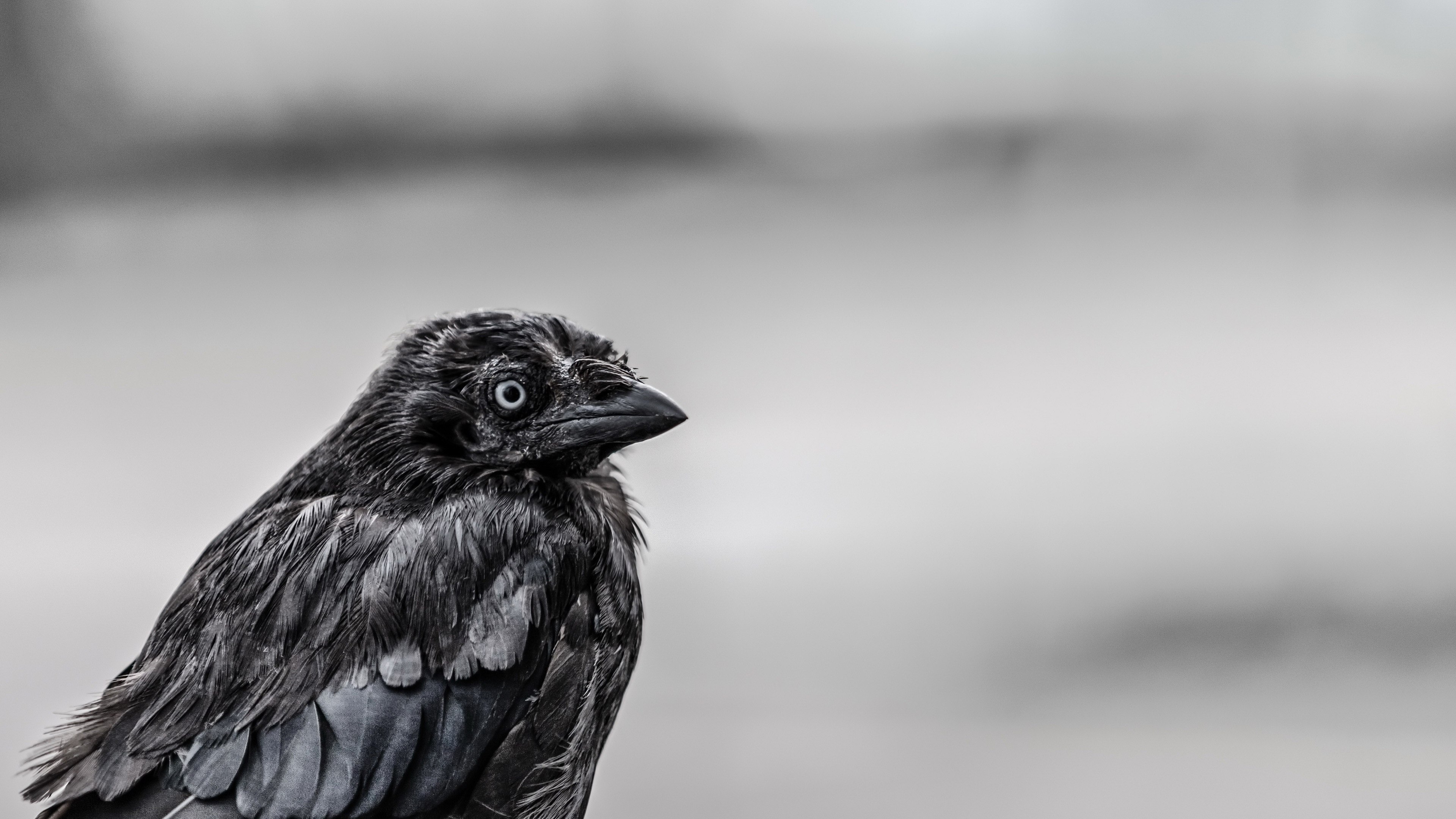 小鸟天地,乌鸦,黑色小鸟