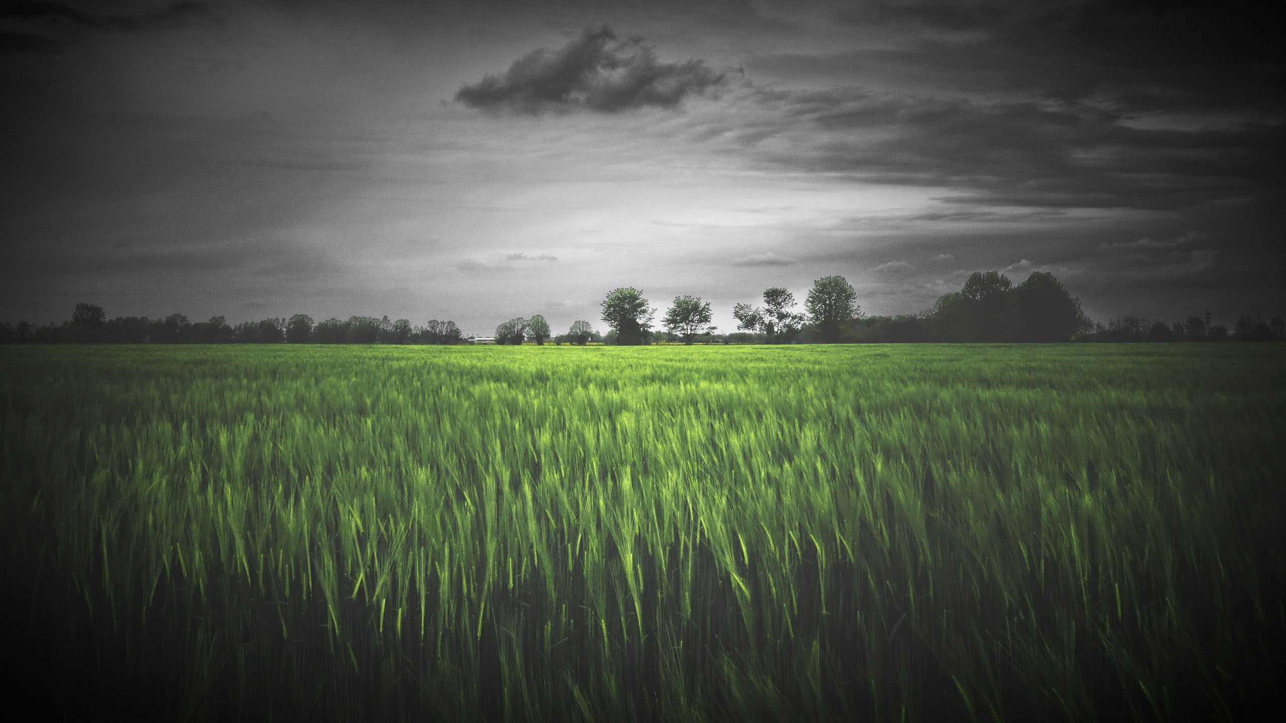 麦田,阴天,乌云