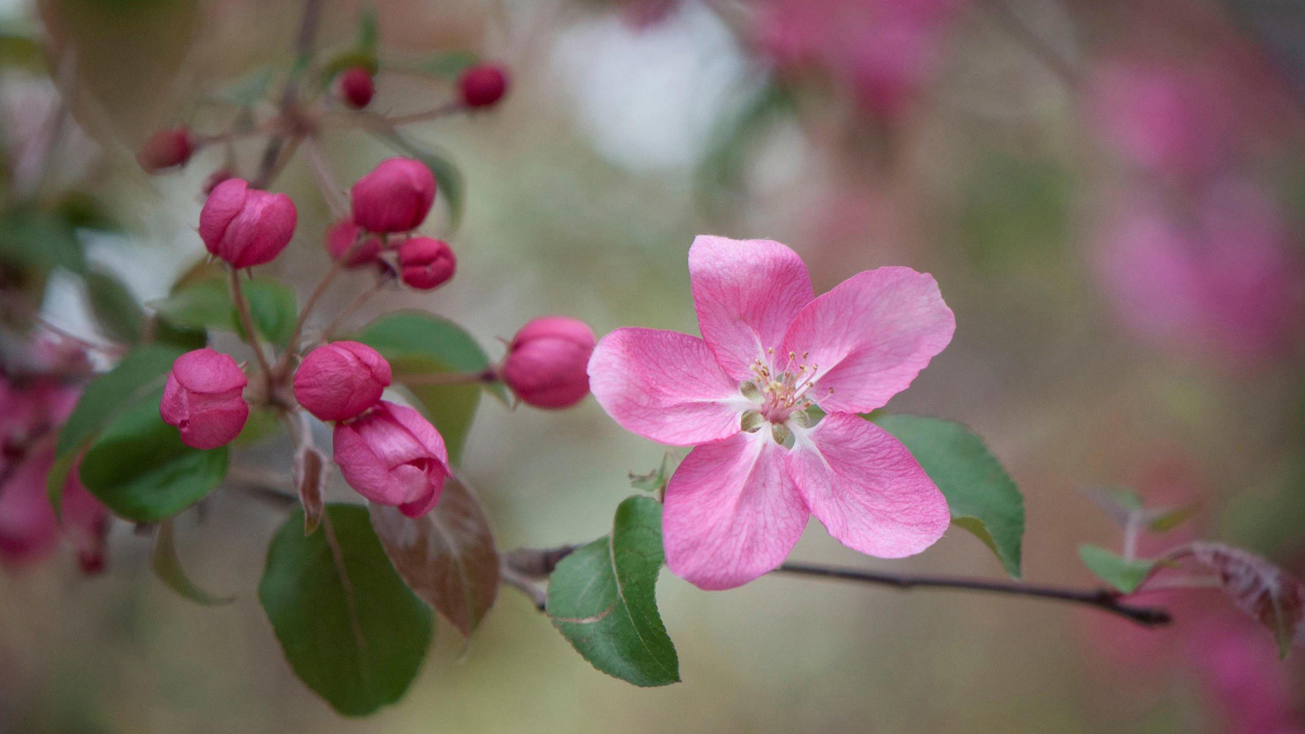 娇艳欲滴,鲜花,花朵