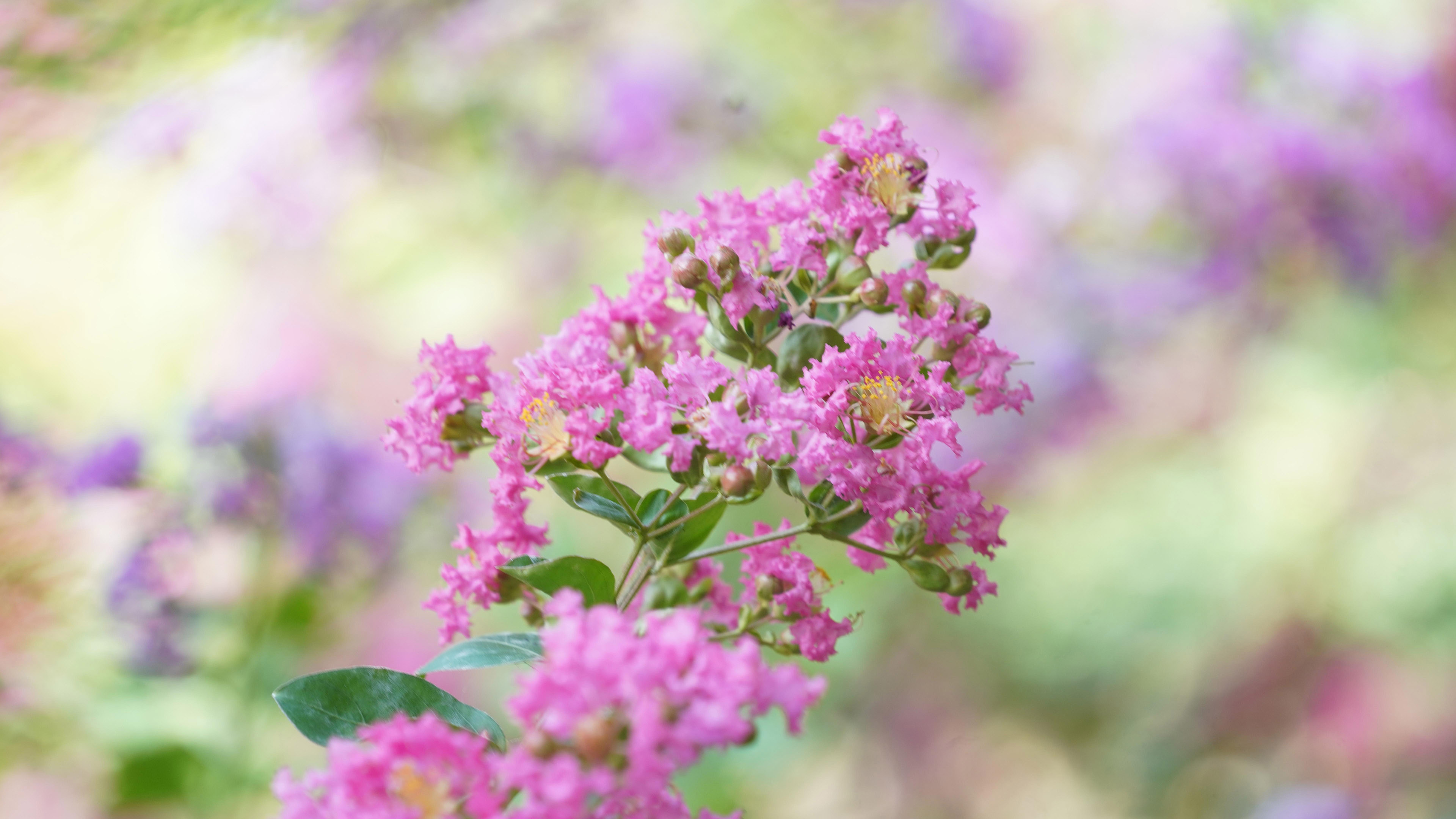 清新淡雅,迷人,漂亮,紫薇花