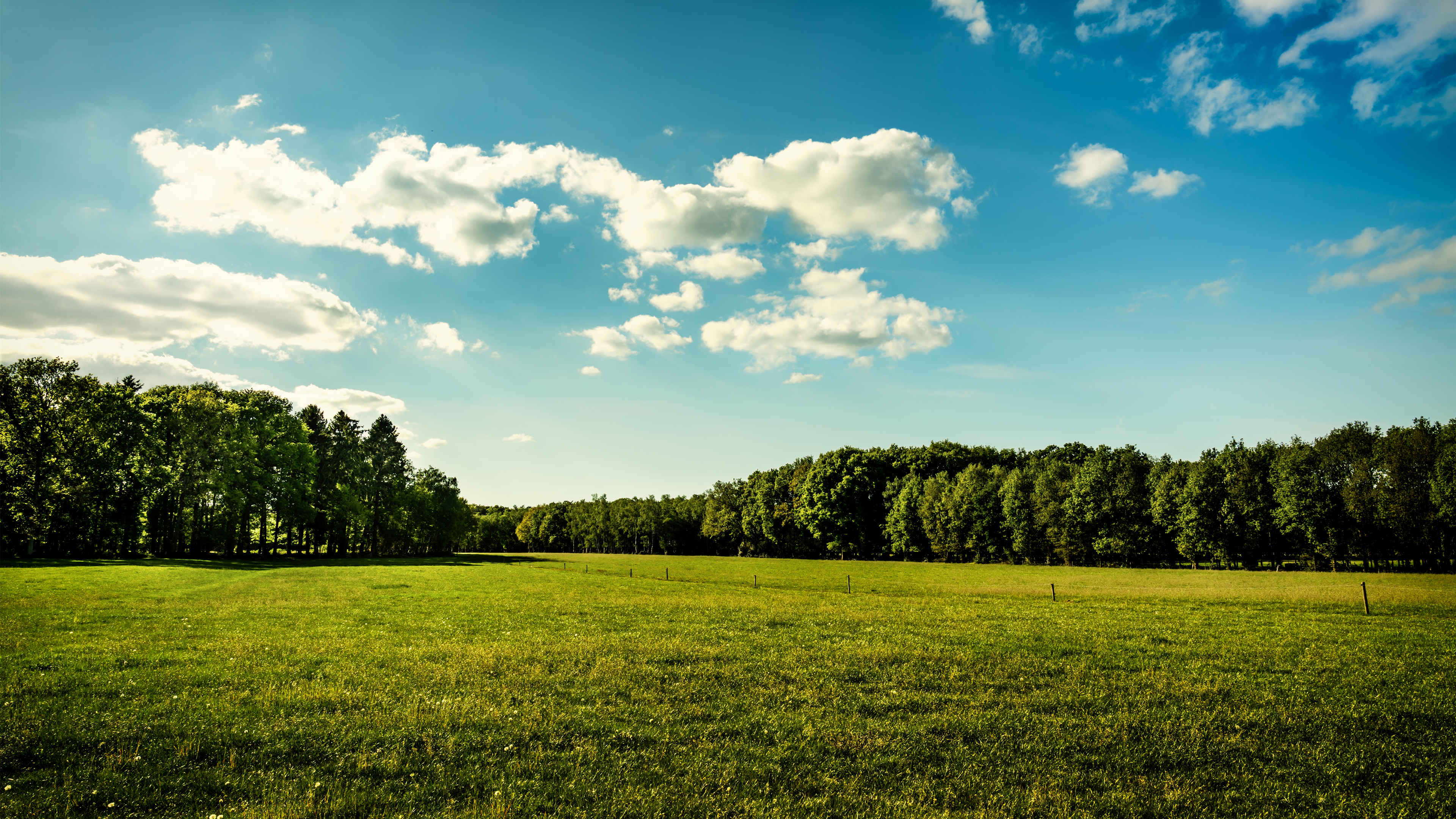 蓝天白云,草地,宽阔,树林