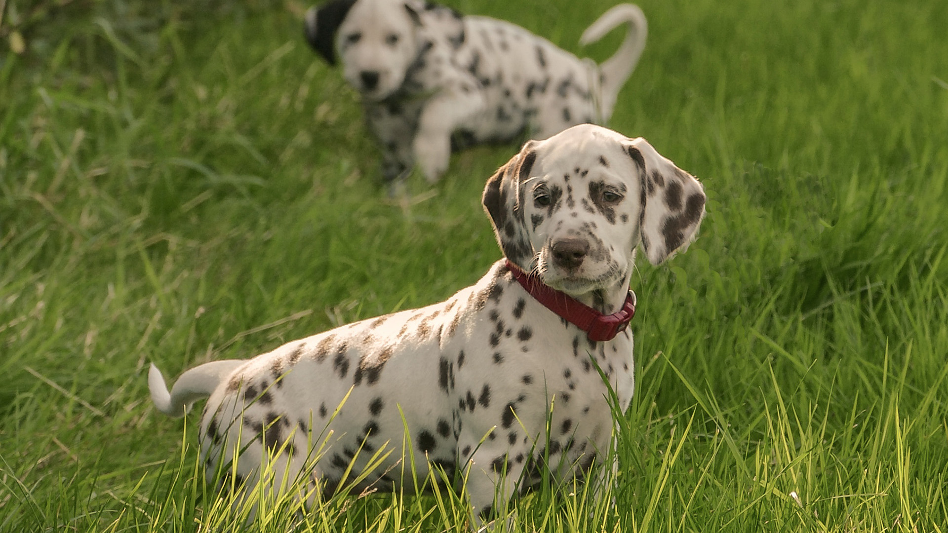 汪星人,斑点狗,草地