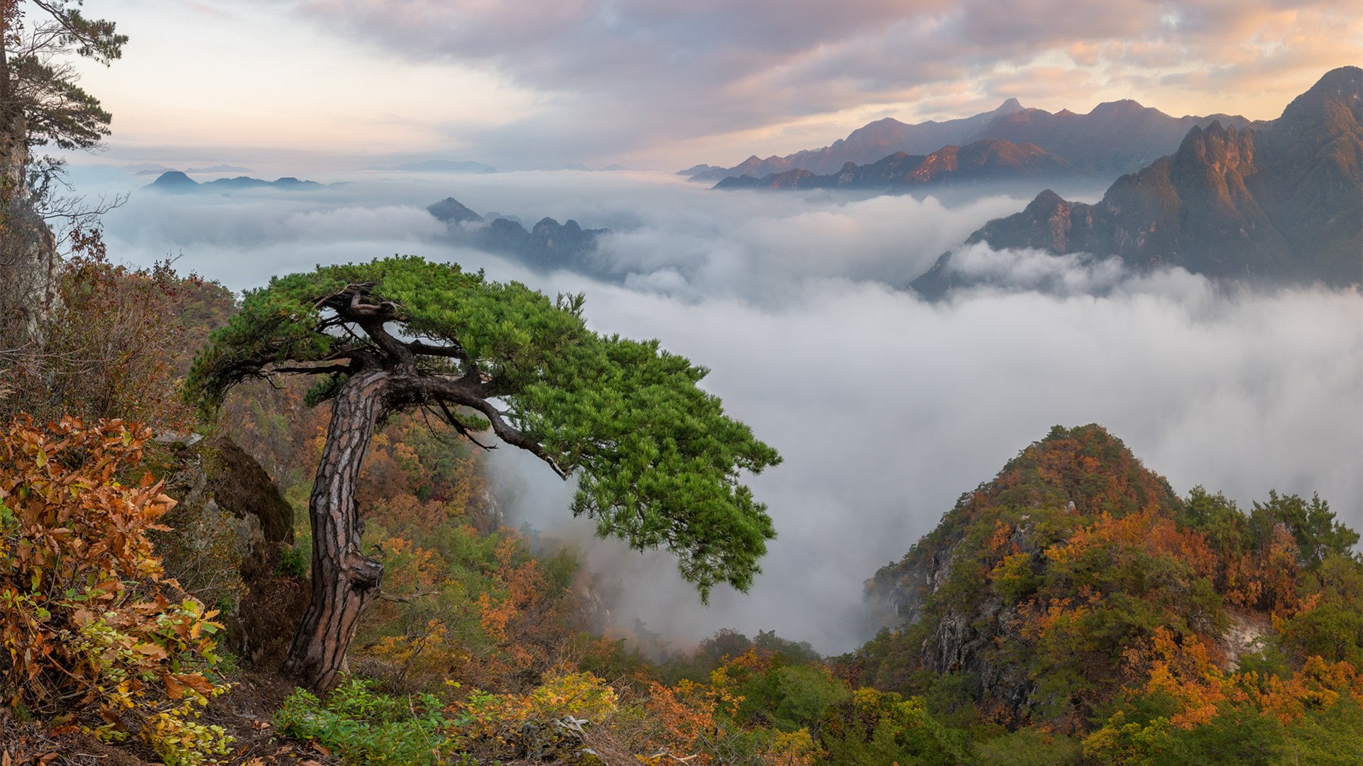 自然风光,黄山,迎客松,云海