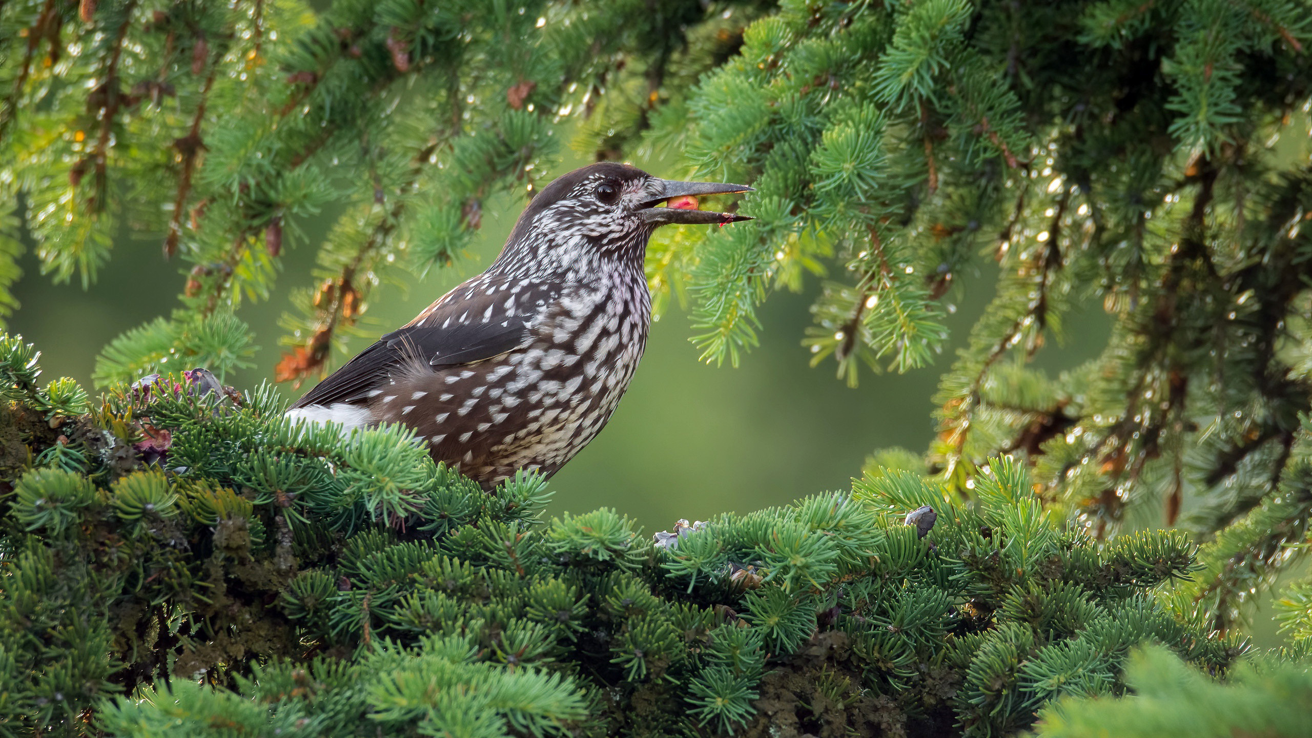 小鸟天地,松树,枝头鸟