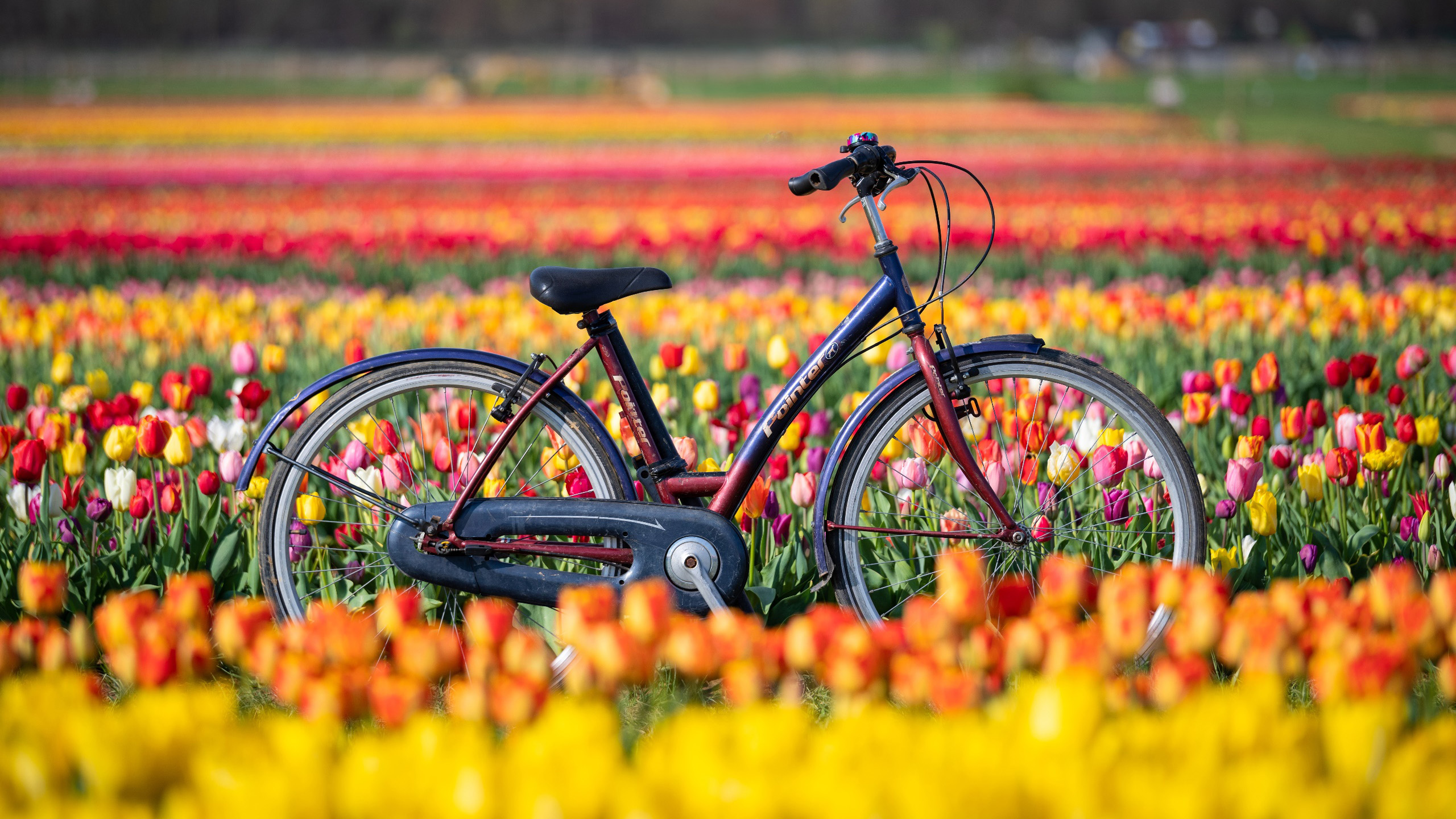 静物写真,自行车,花海,郁金香