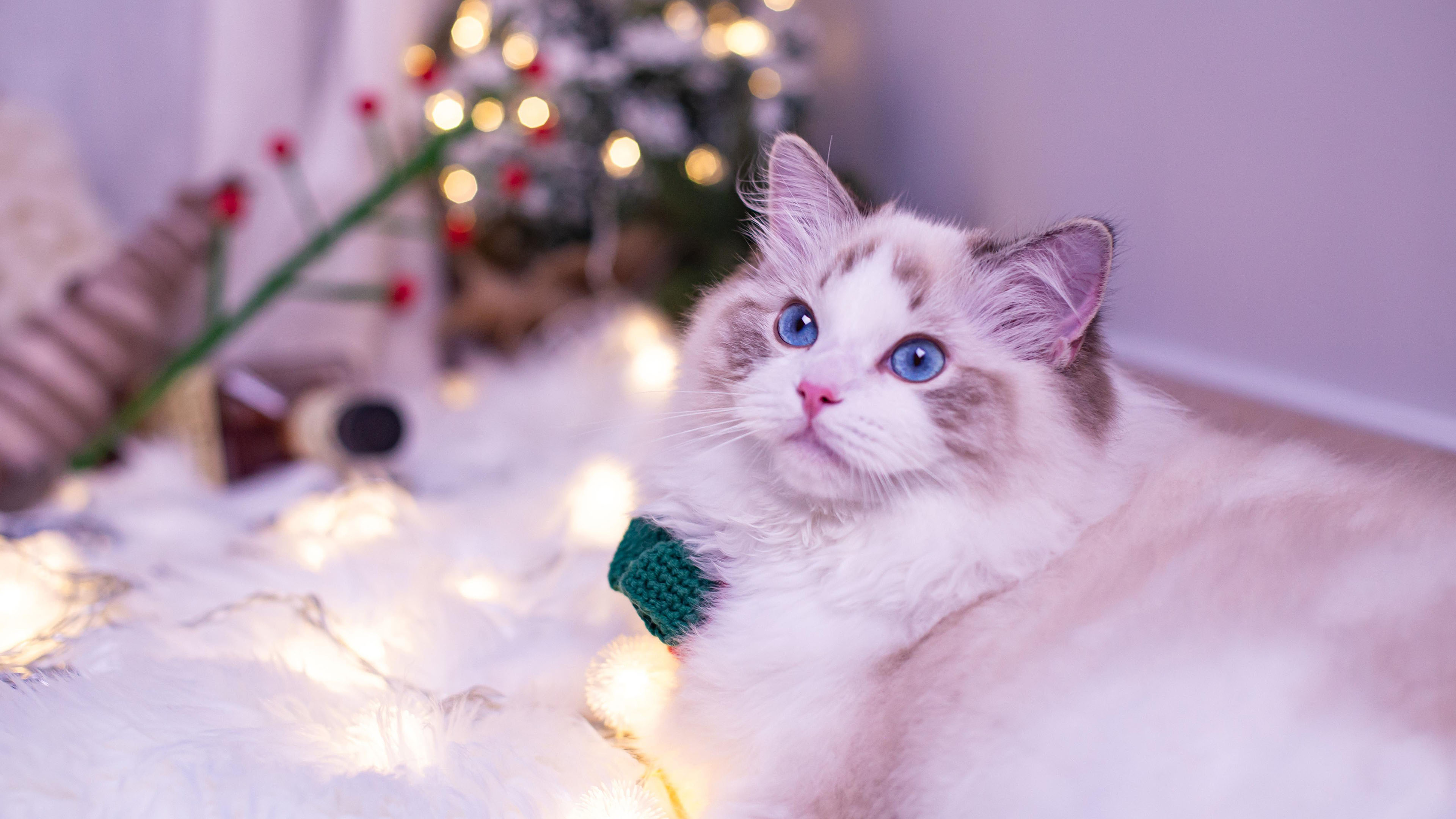 喵星人,圣诞,布偶猫,可爱