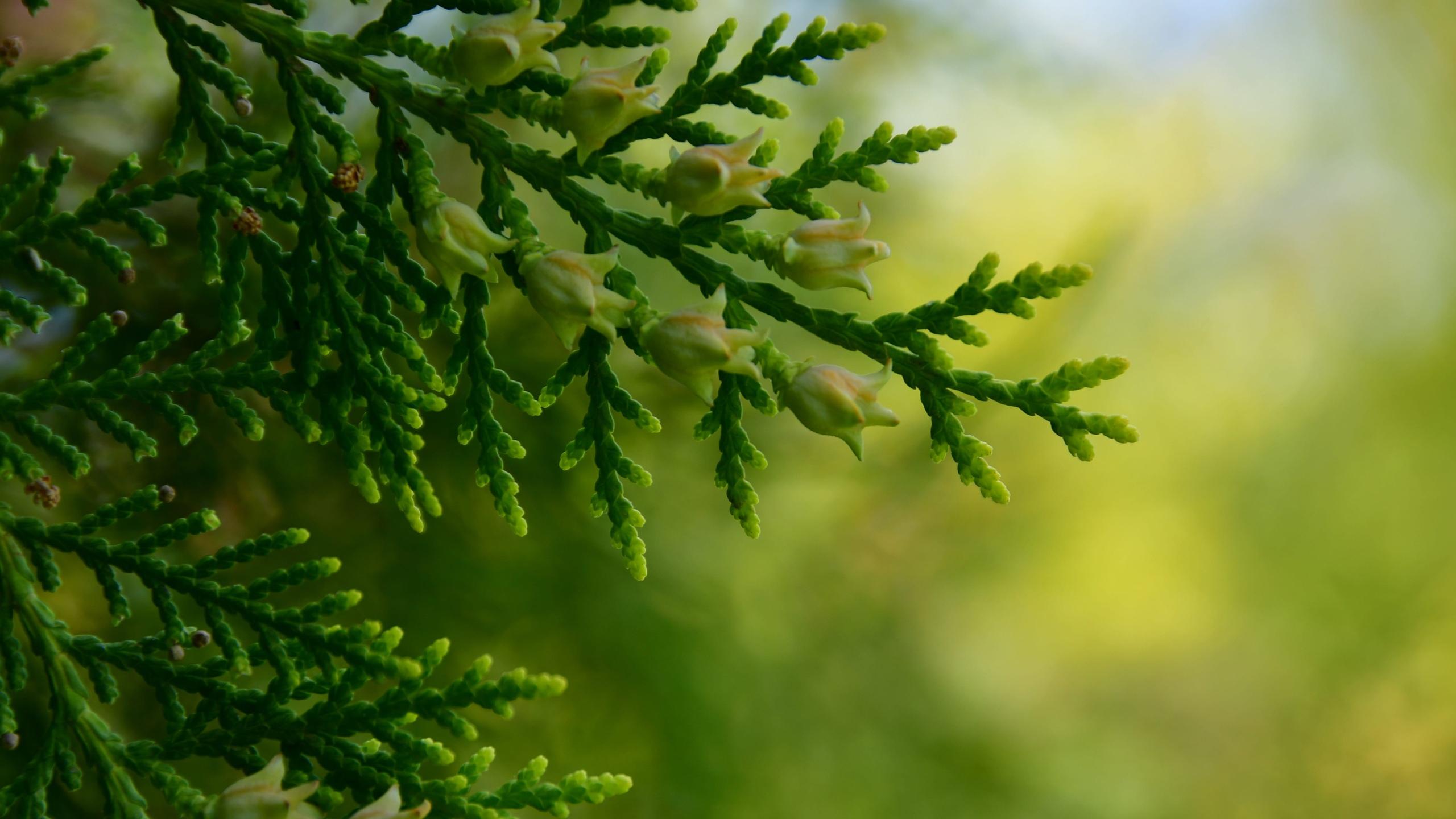 护眼壁纸,绿色,柏树,树枝