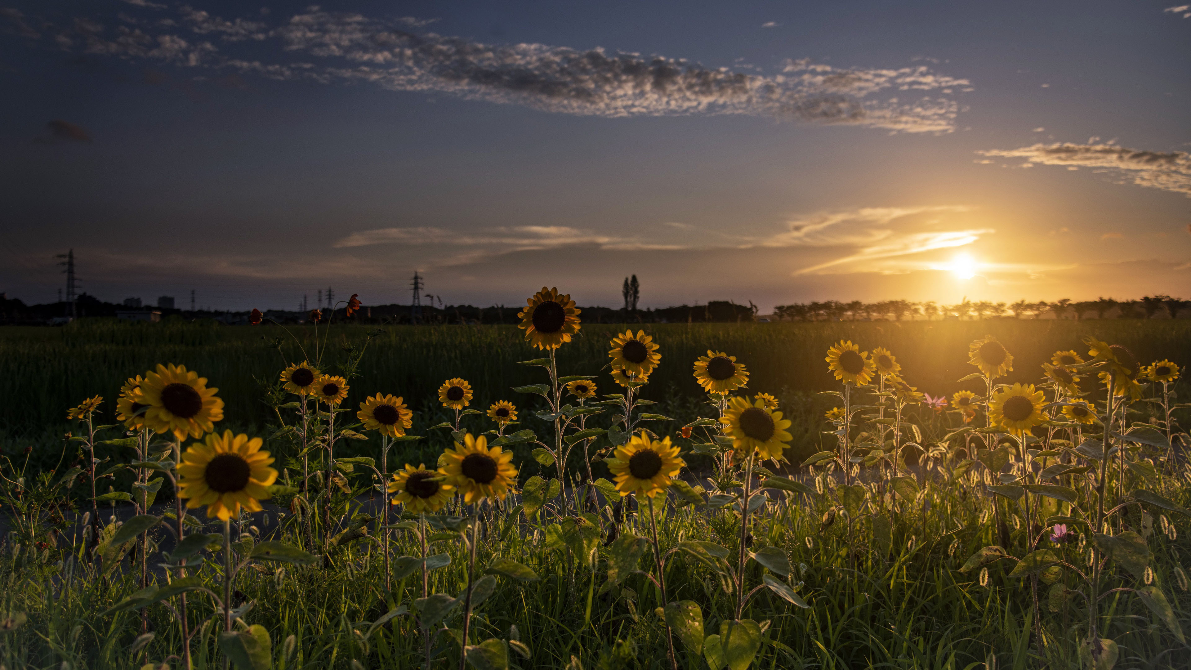 落日余晖,向日葵,原野