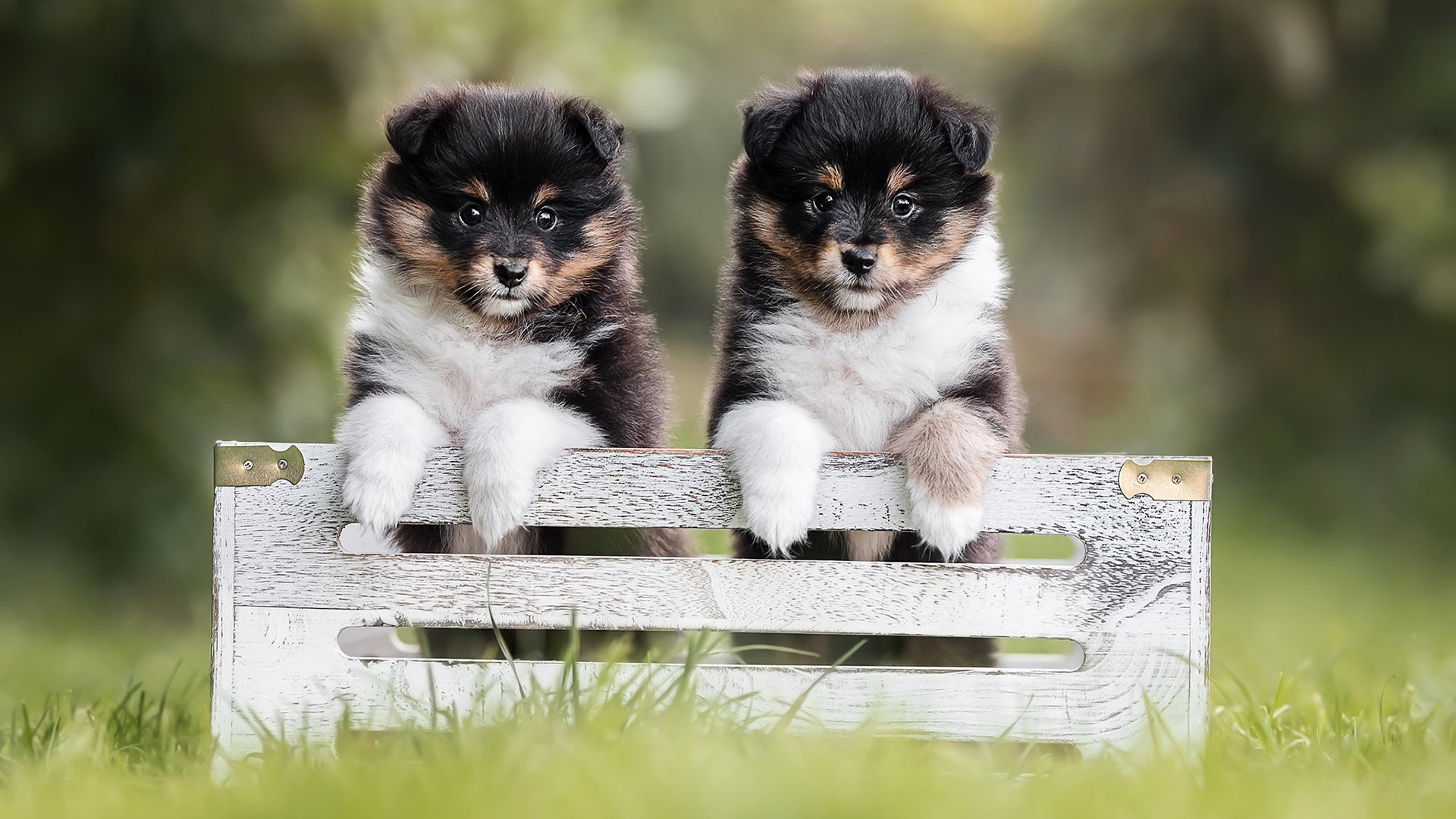 汪星人,狗兄弟,可爱,草地