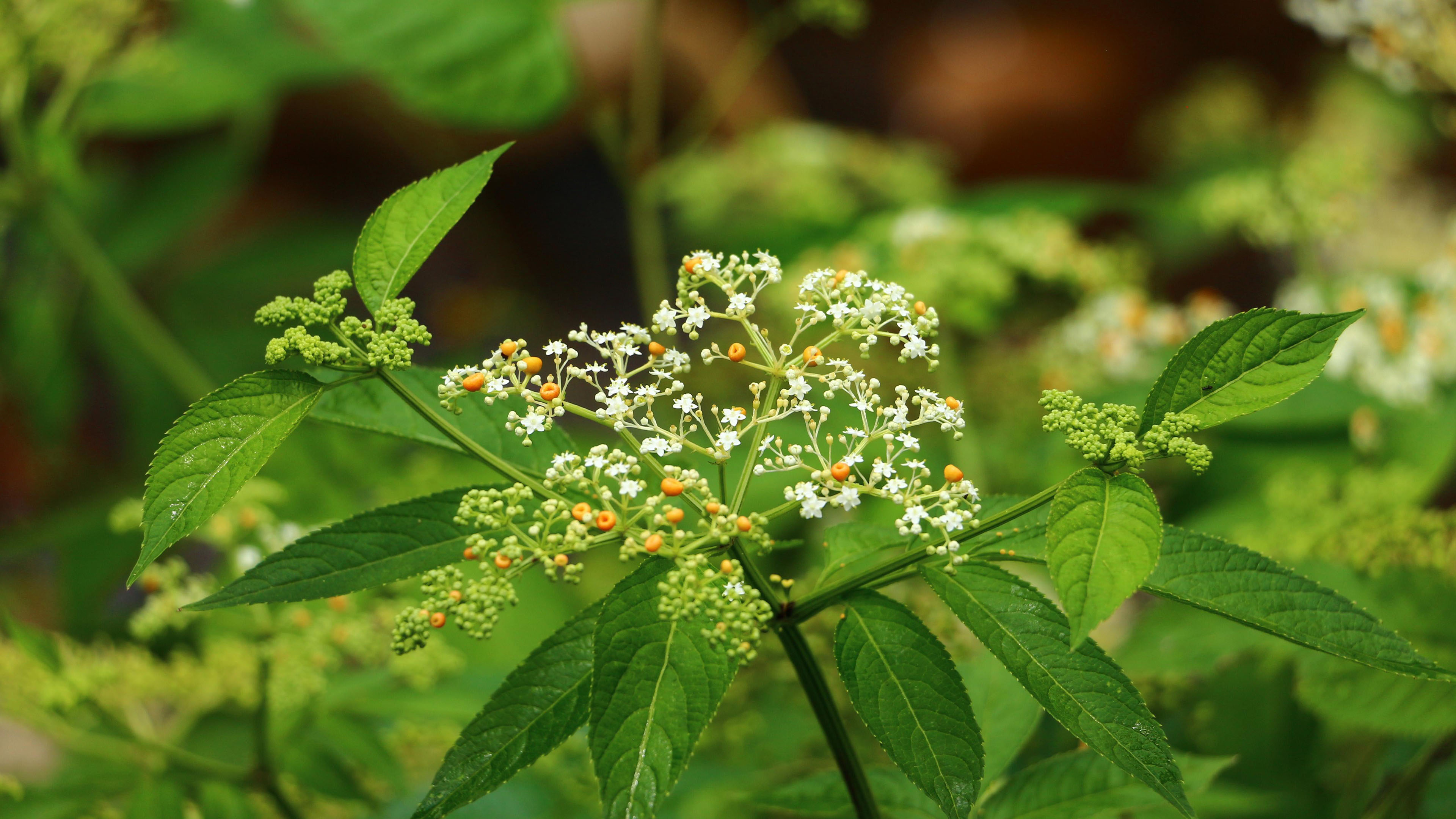 护眼壁纸,凤蝶花,绿色,植物,
