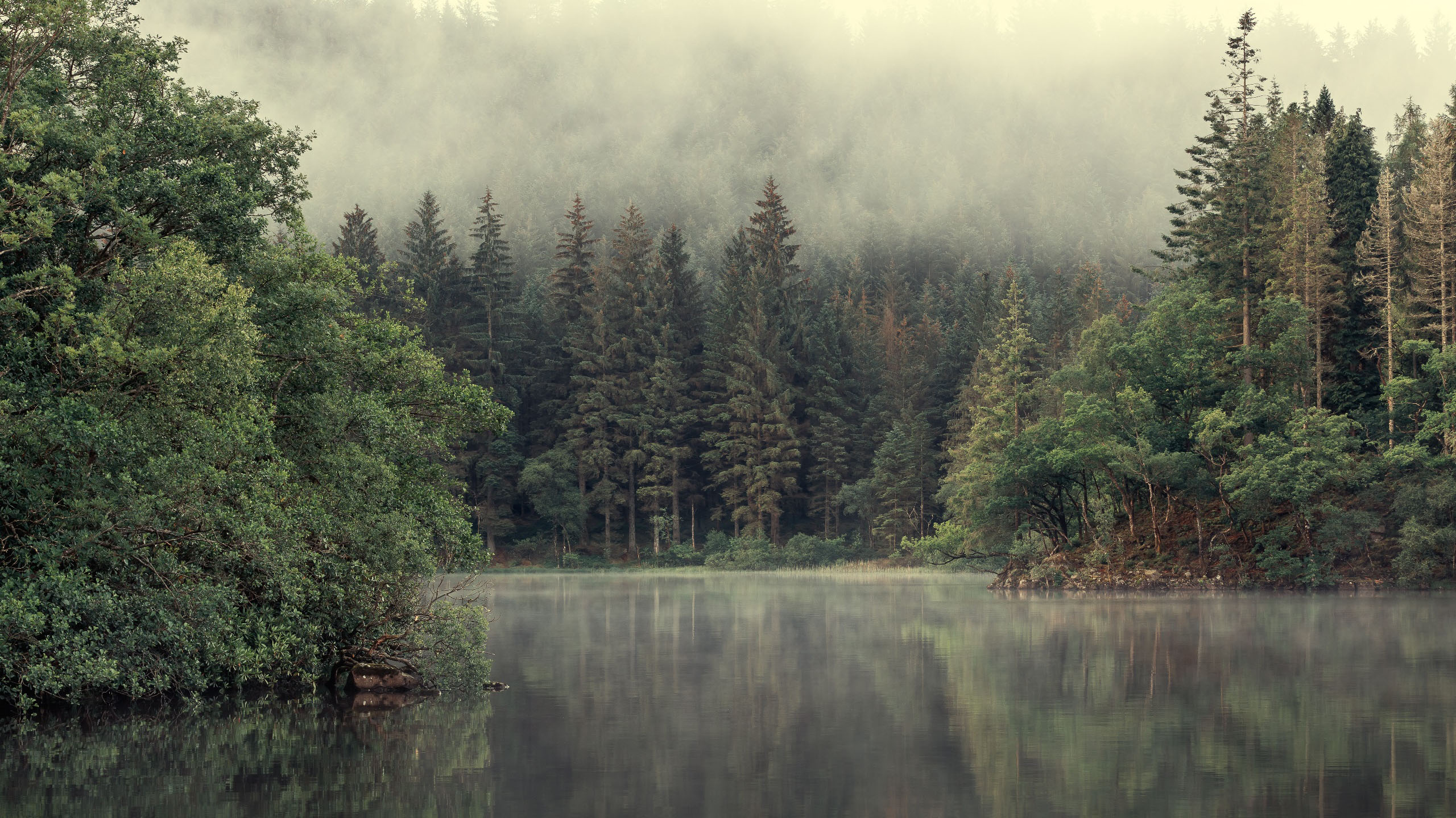 自然风光,森林,迷雾,河中倒影