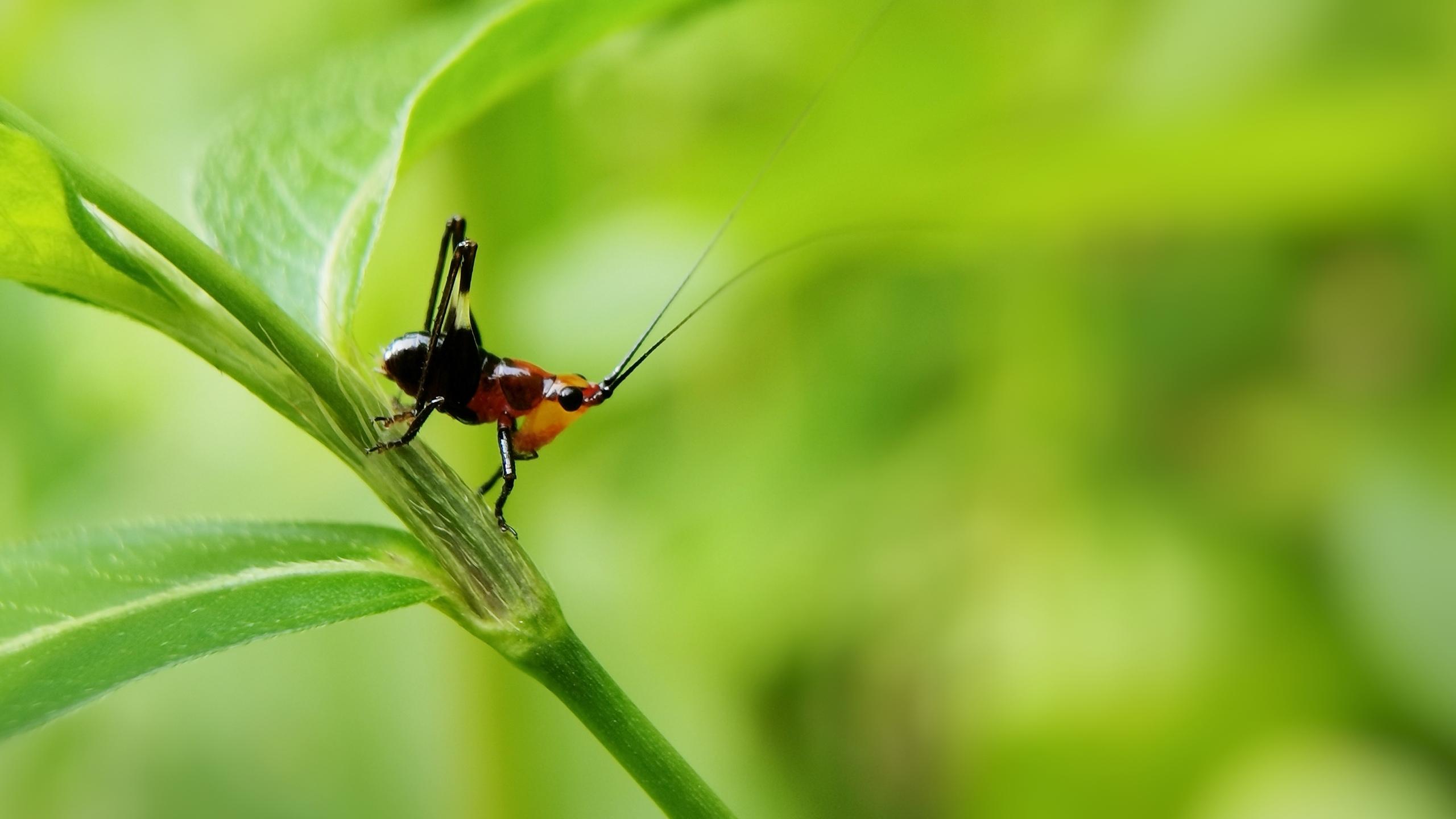护眼壁纸,绿色,植物,草蜢