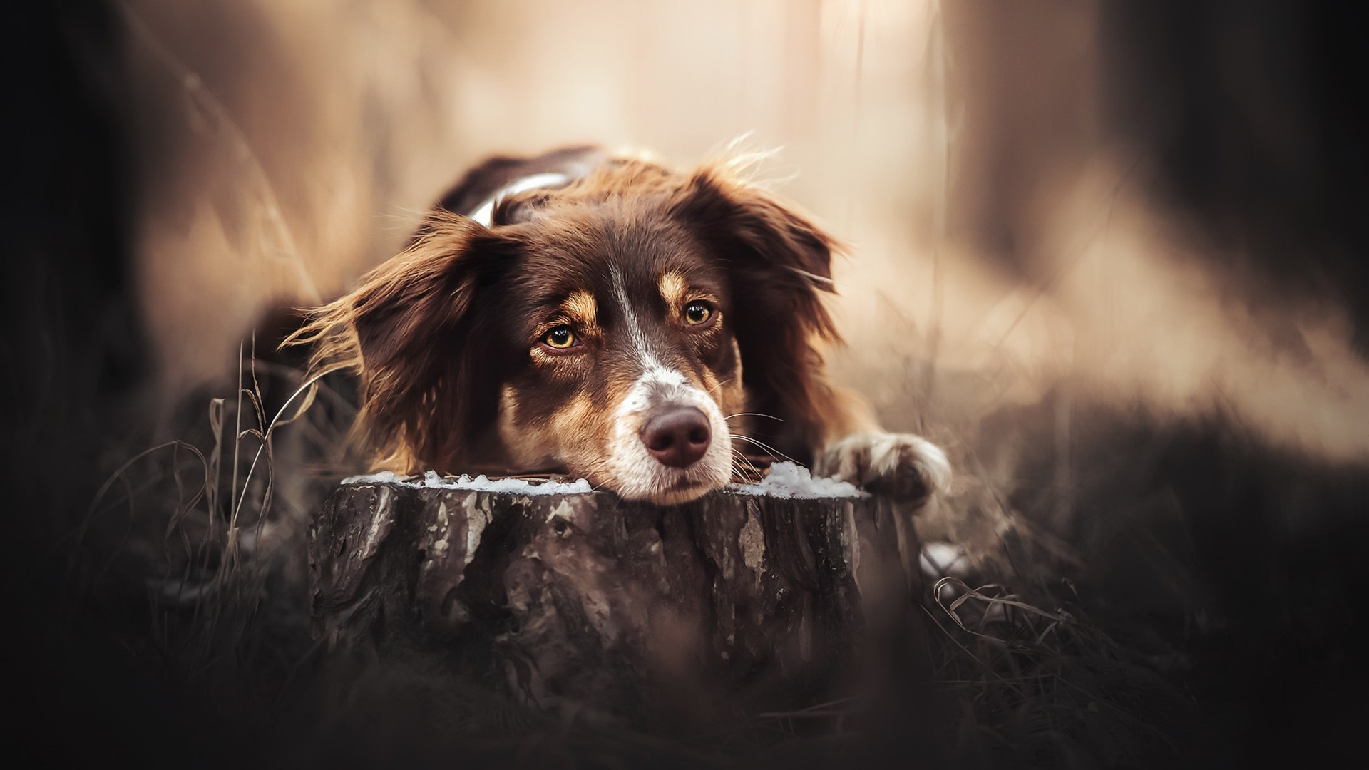 汪星人,特写,懒狗,树墩