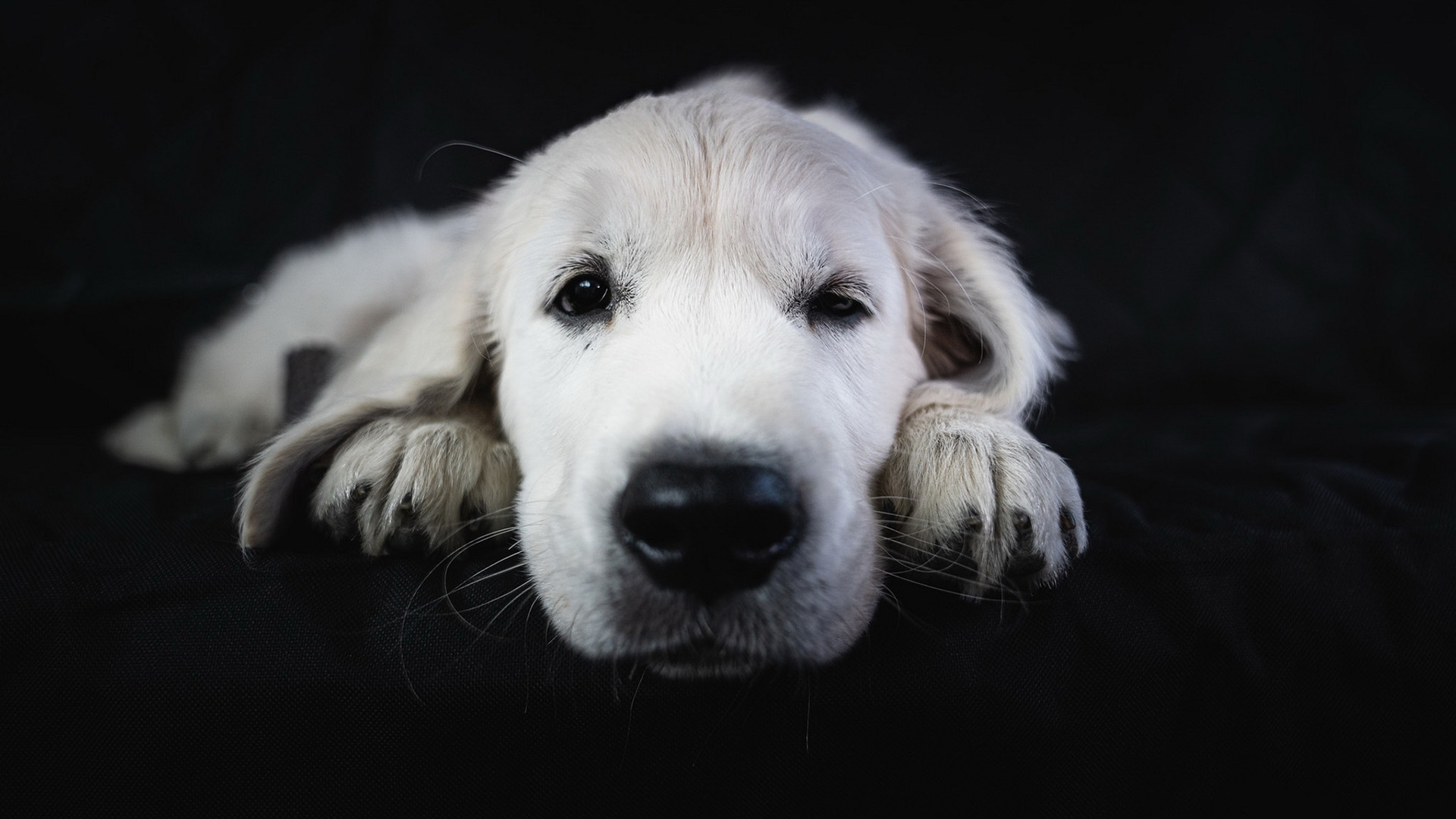 汪星人,特写,小白狗狗
