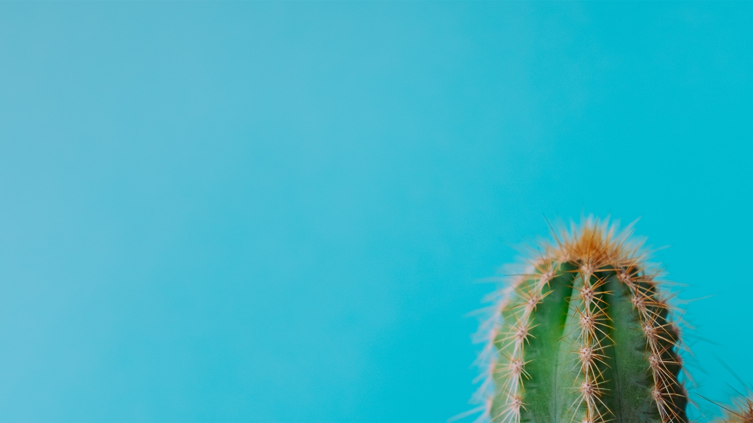 护眼壁纸,仙人掌,绿植,护眼