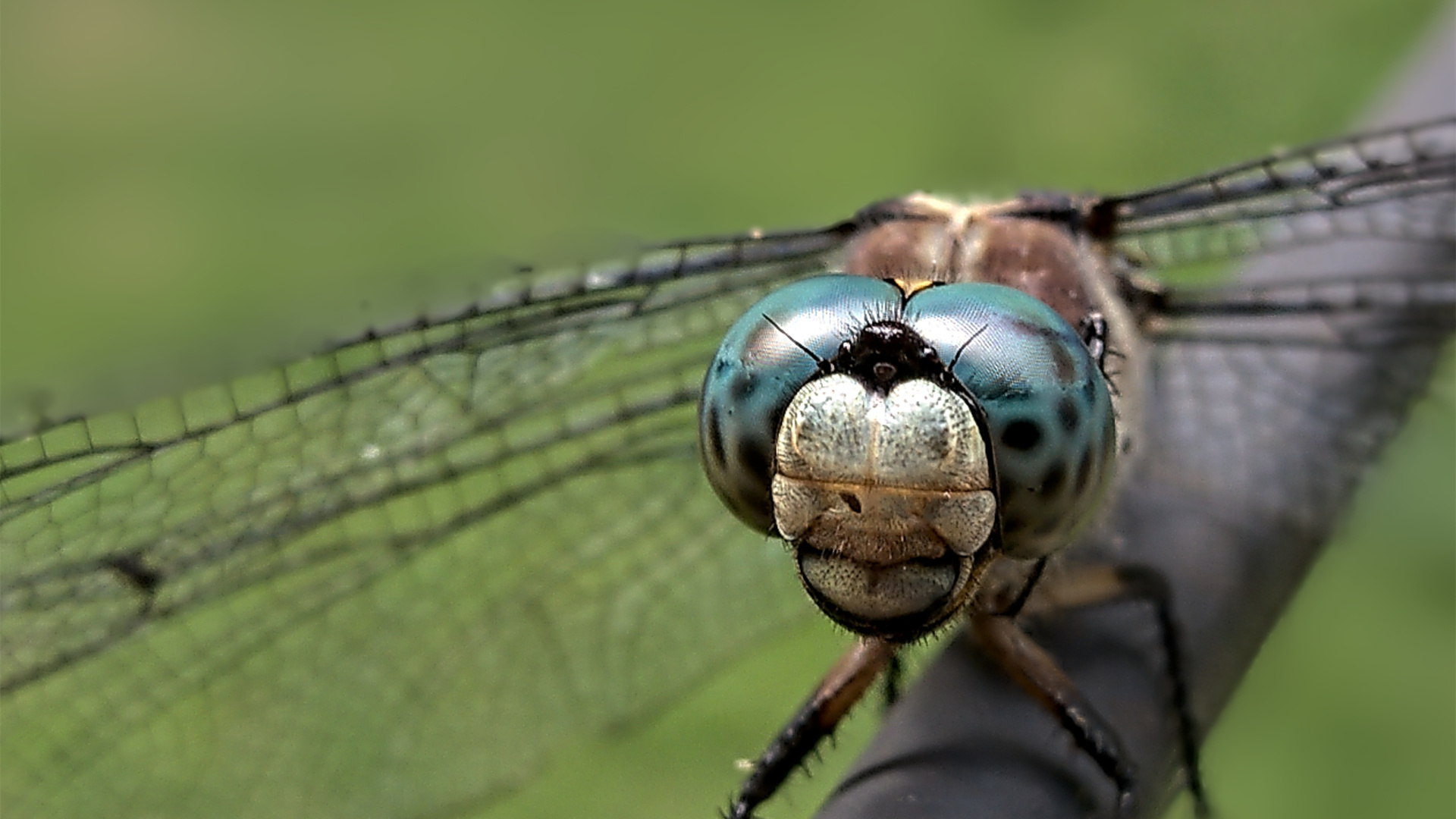 野生动物,蜻蜓,昆虫
