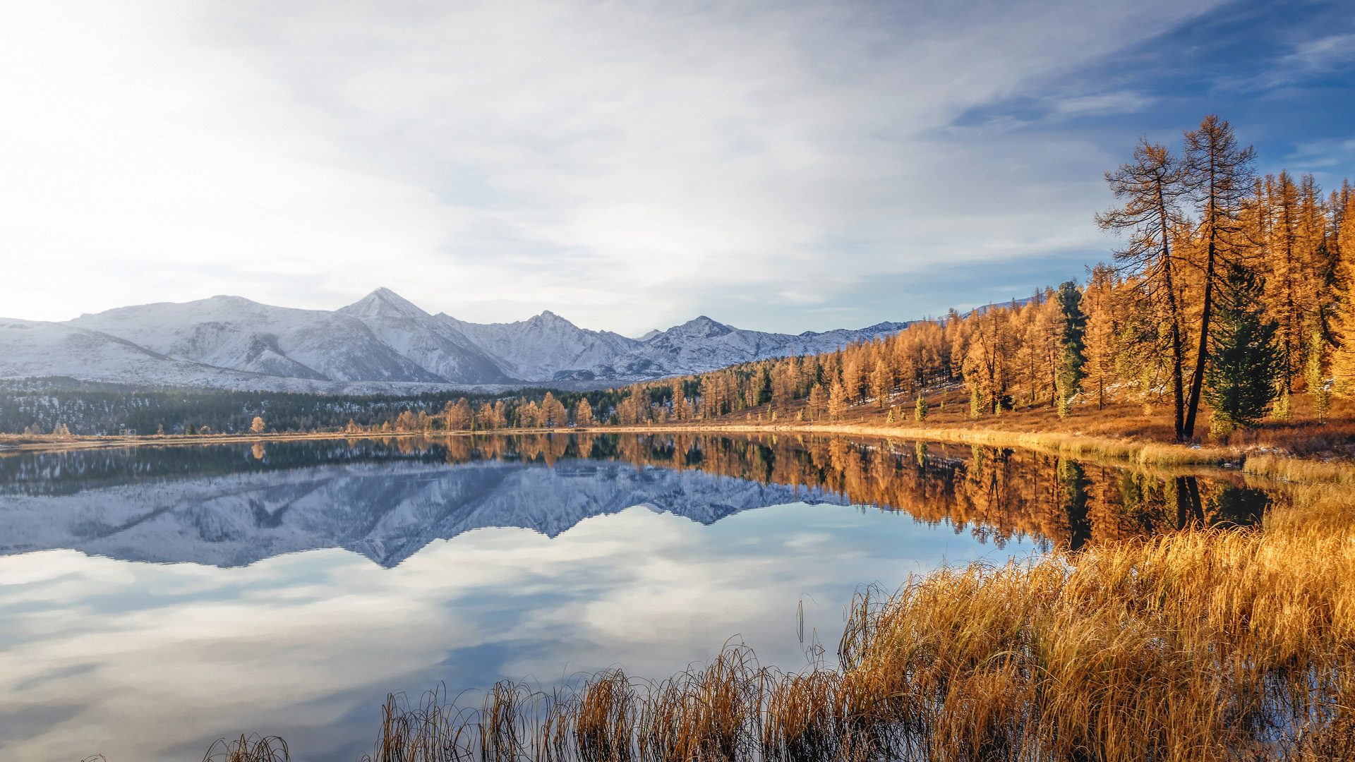 秋意正浓,倒影,金黄树林