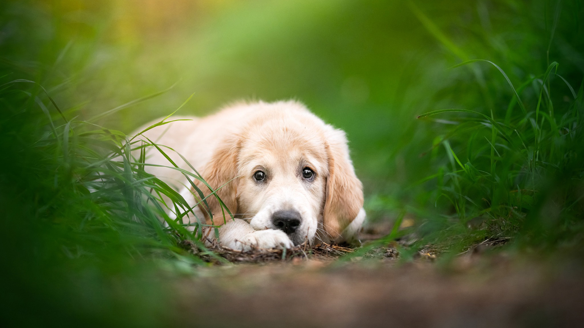 汪星人,匍匐的小狗,可爱狗狗