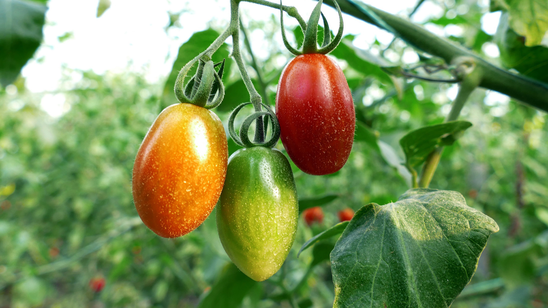 动感水果,番茄,西红柿