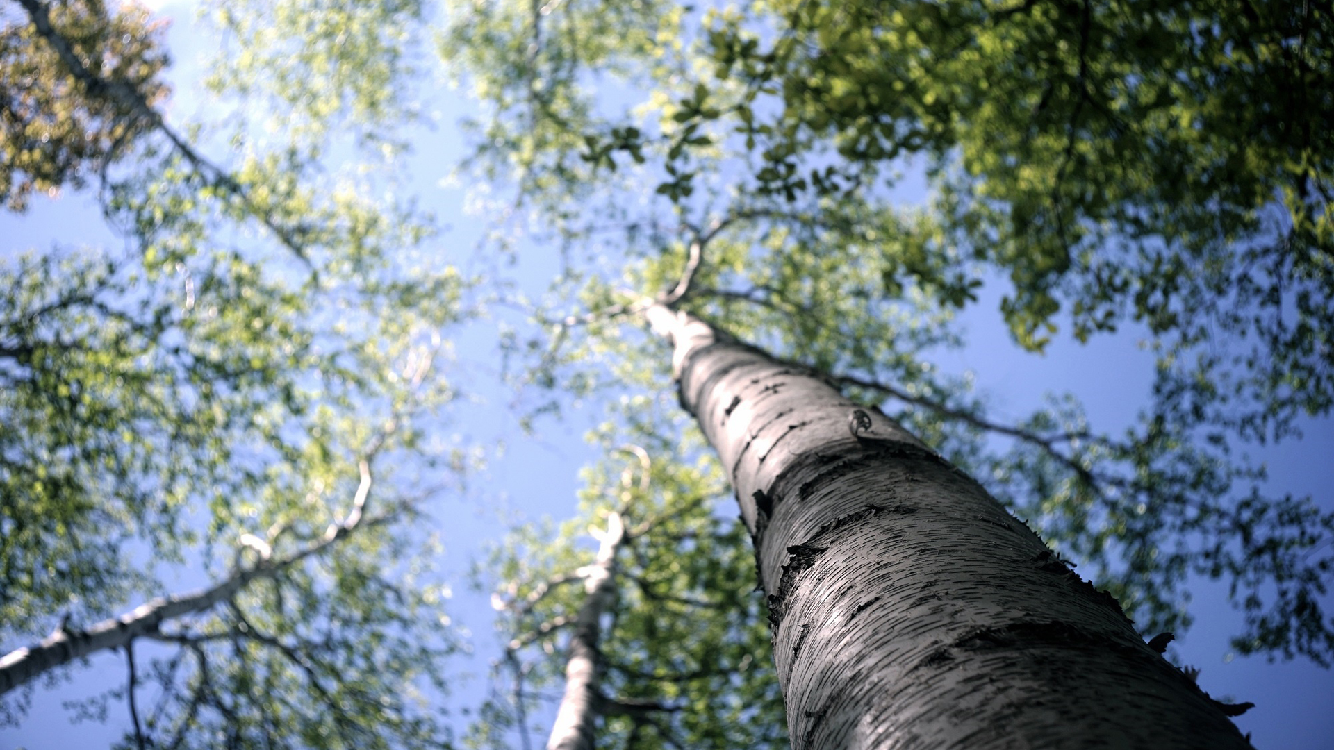 自然风光,仰望,参天大树
