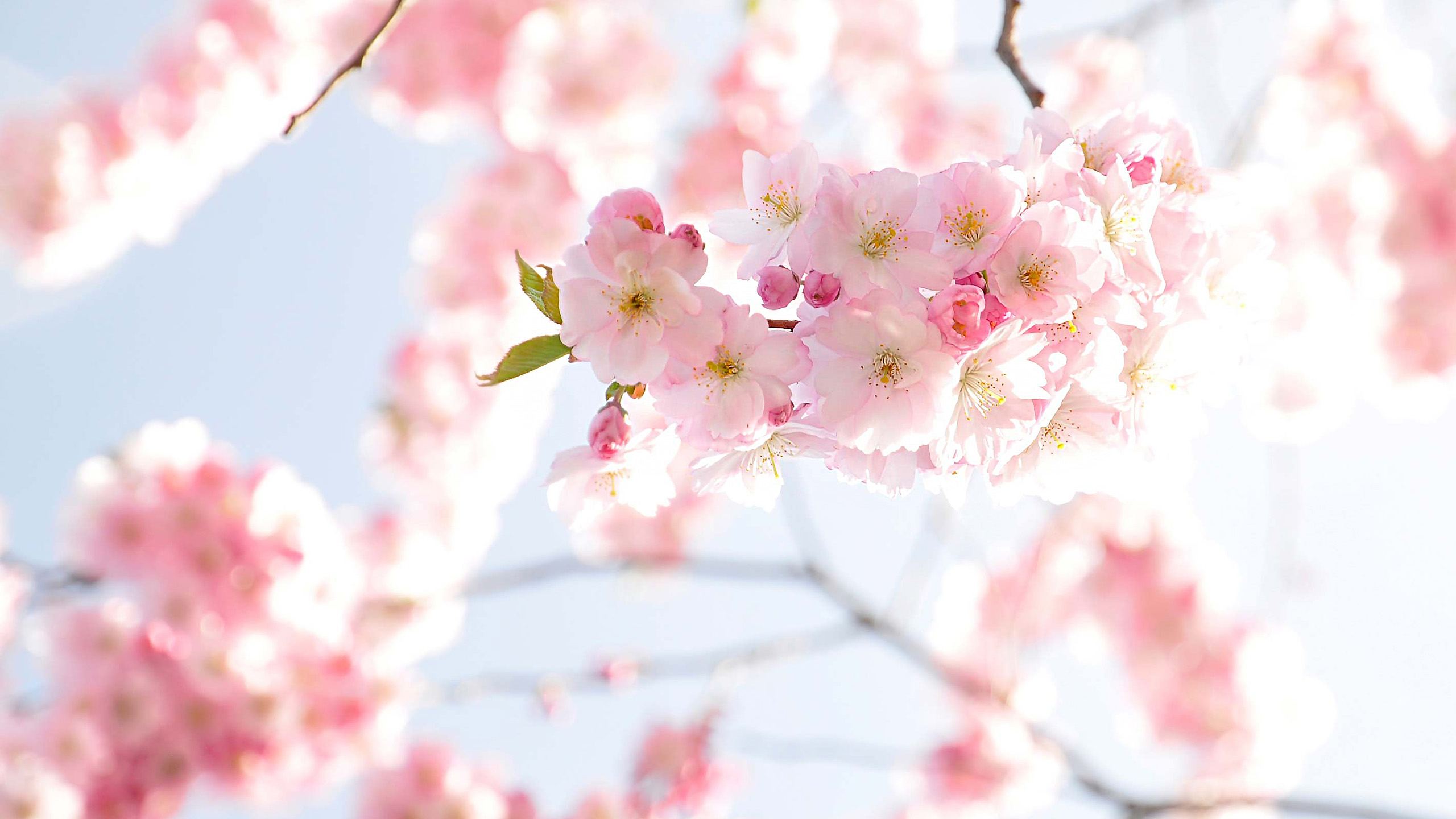 鸟语花香,梅花,鲜艳