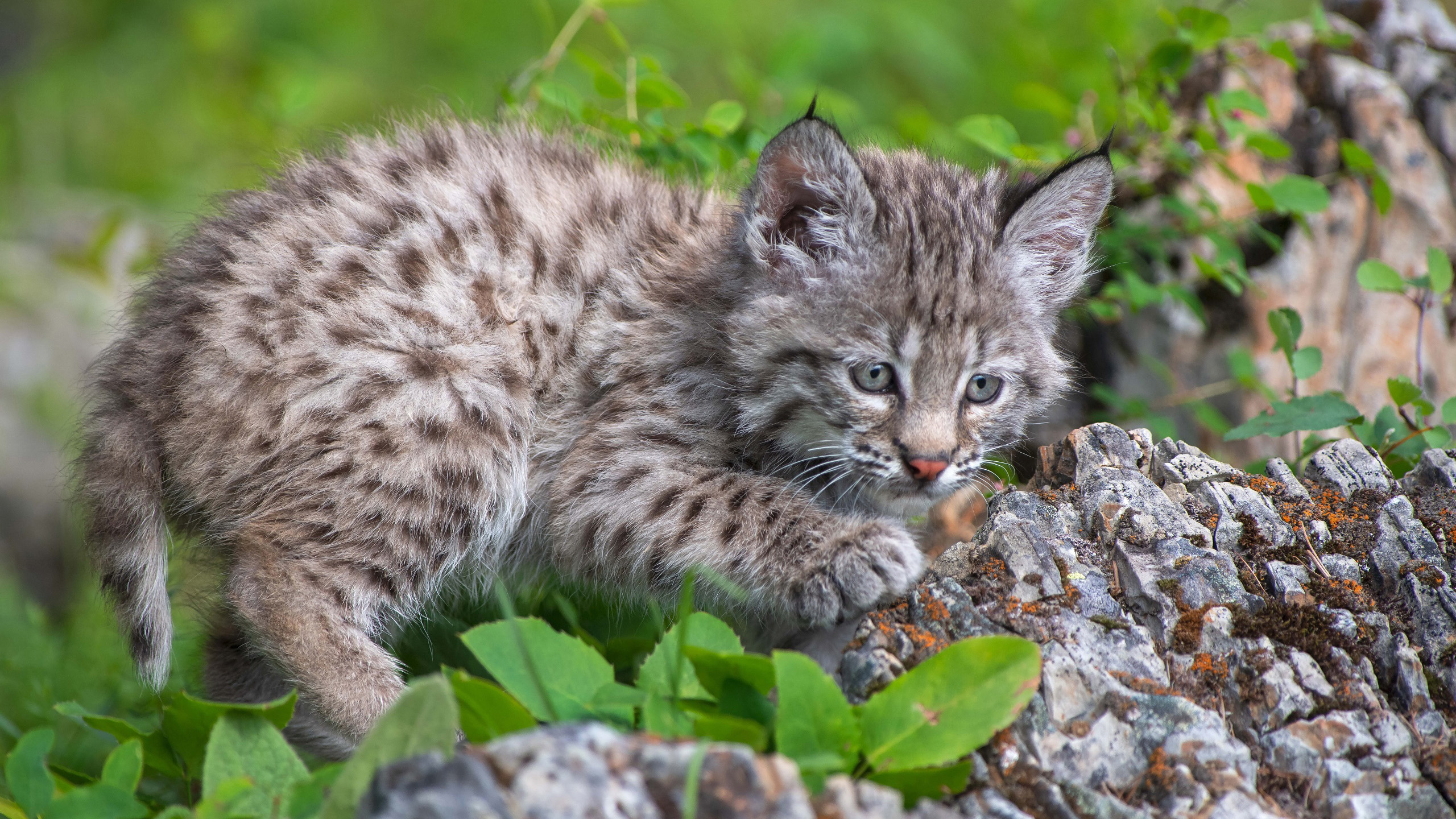 喵星人,豹猫,小猫咪