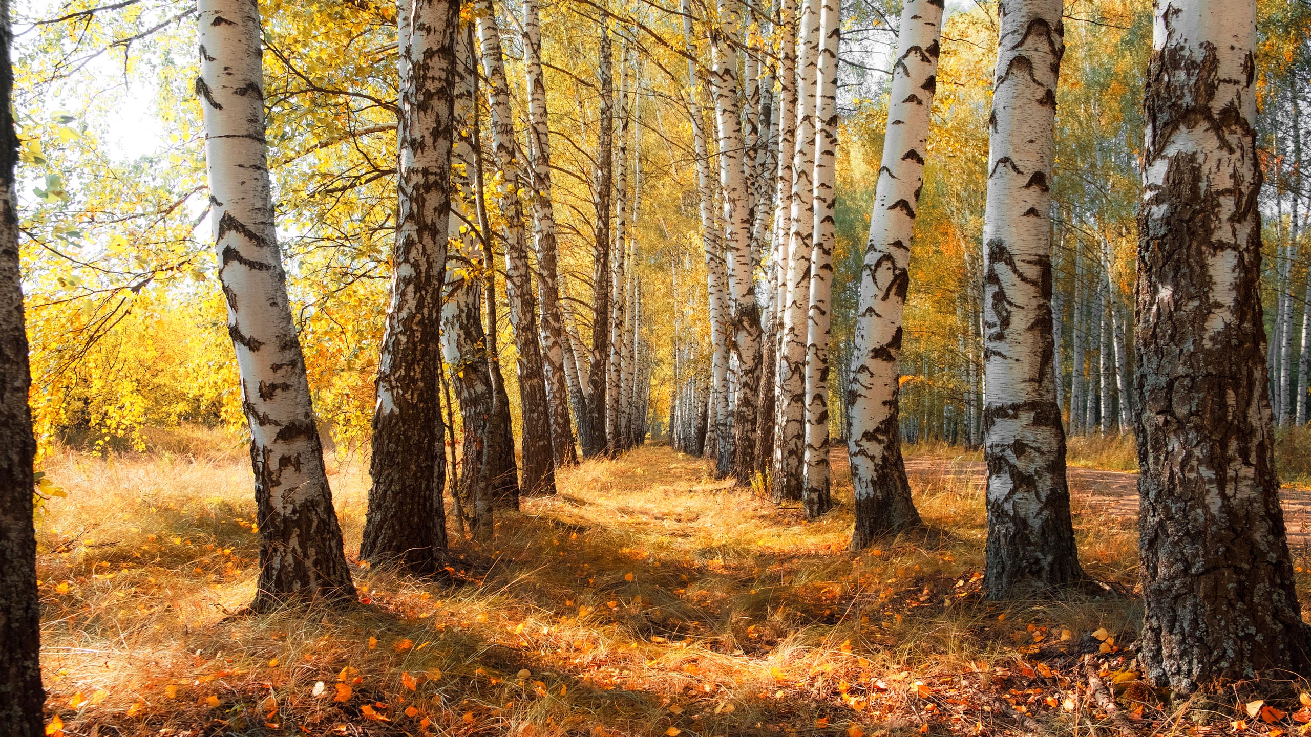 秋意正浓,树林,枯草,金秋